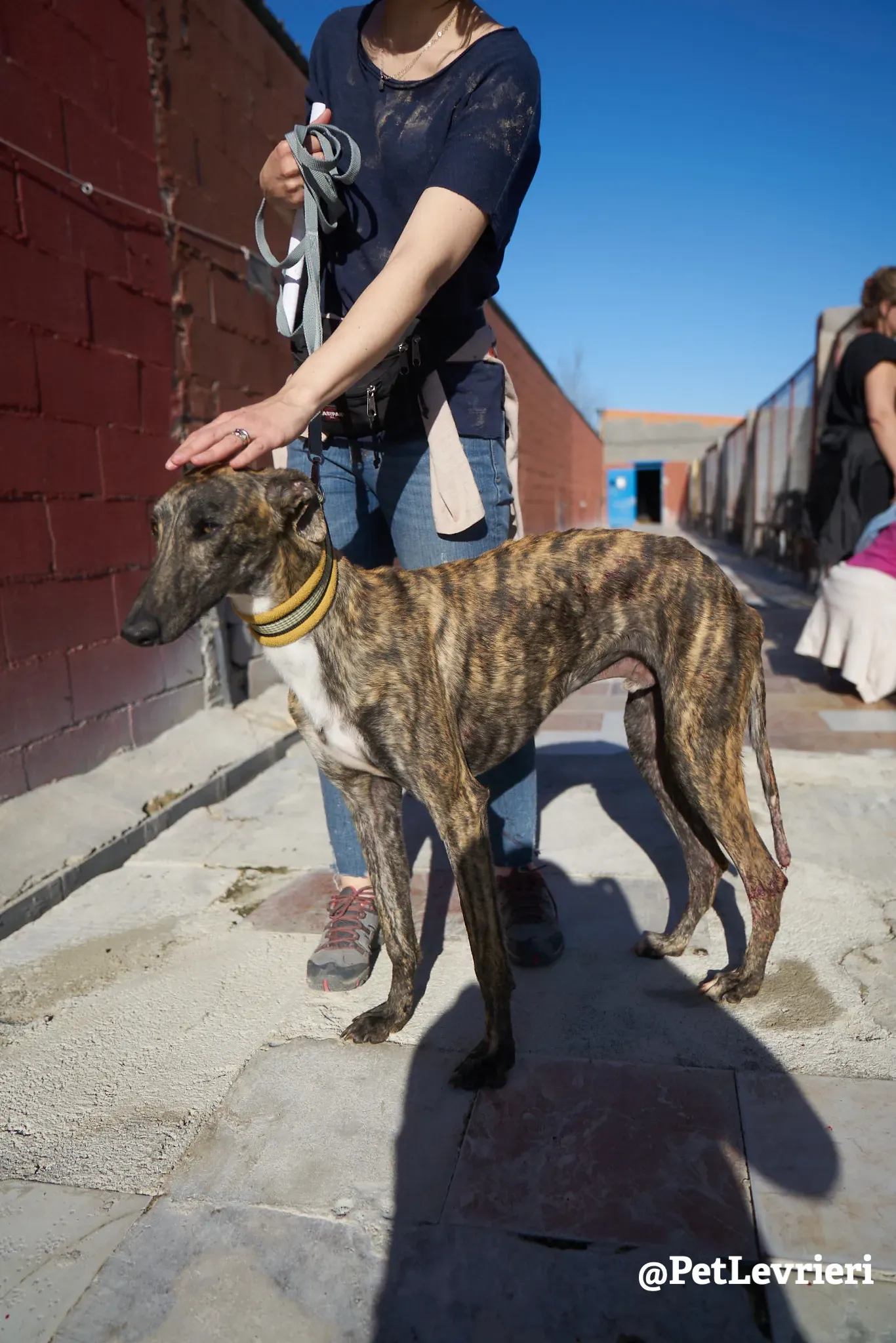 tiger adozione galgo 4