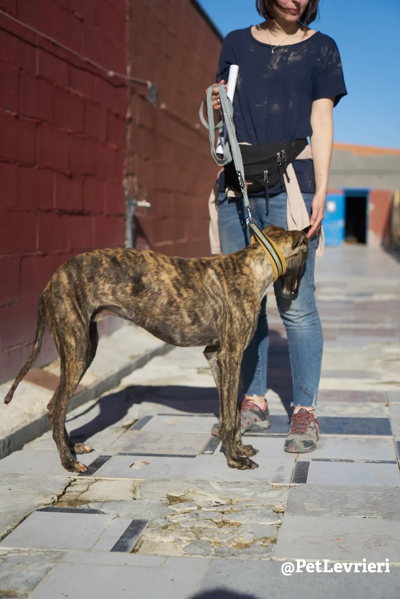 tiger adozione galgo 5