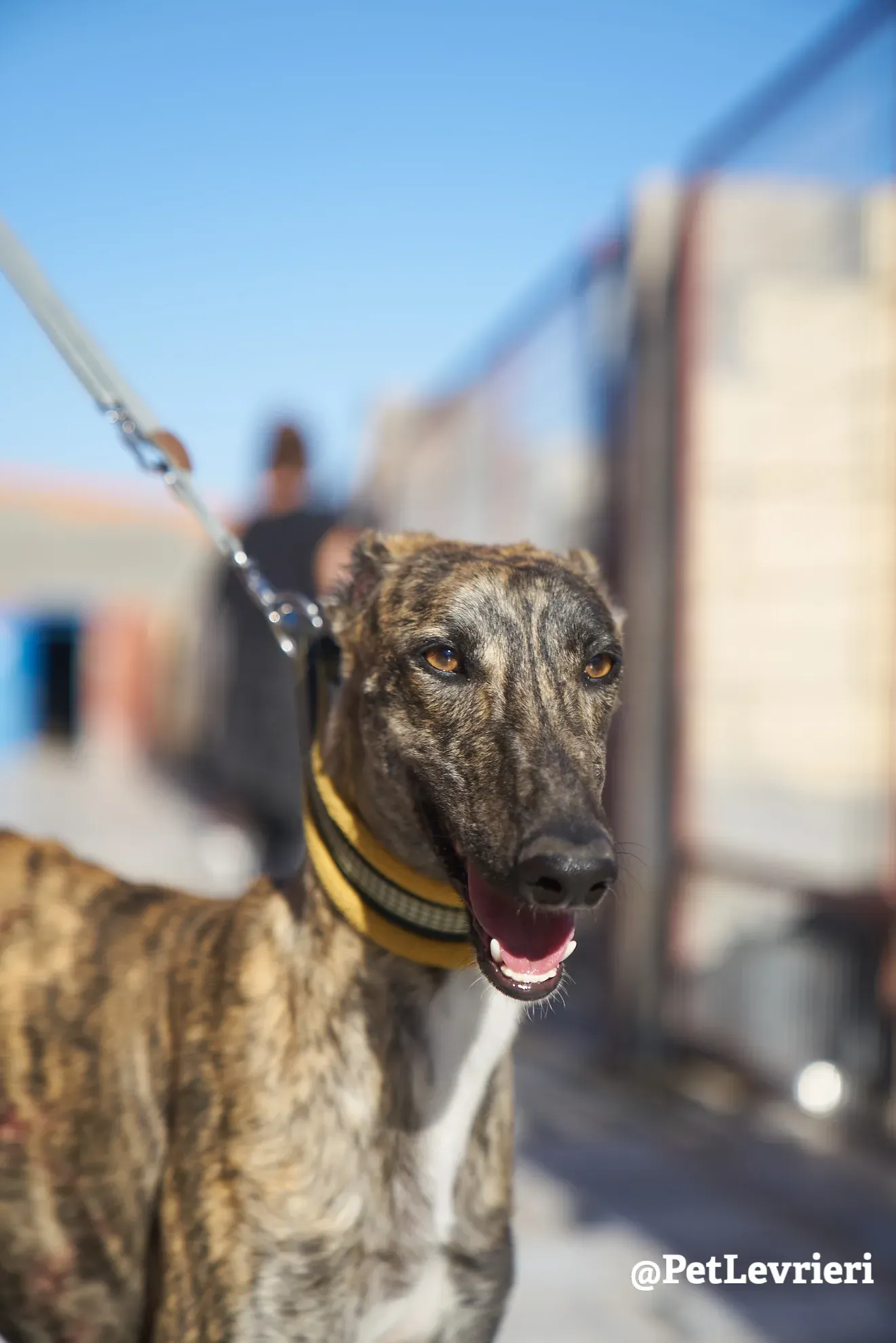 tiger adozione galgo 6