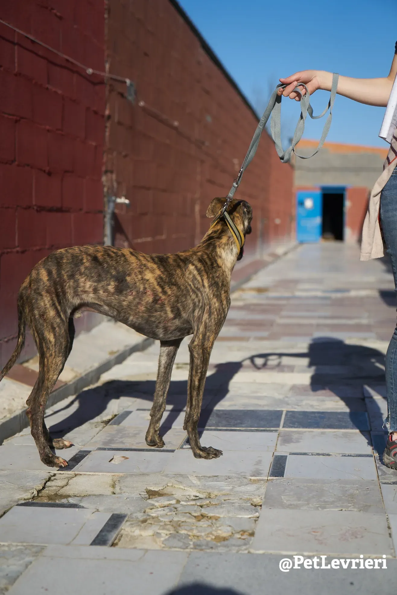 tiger adozione galgo 7