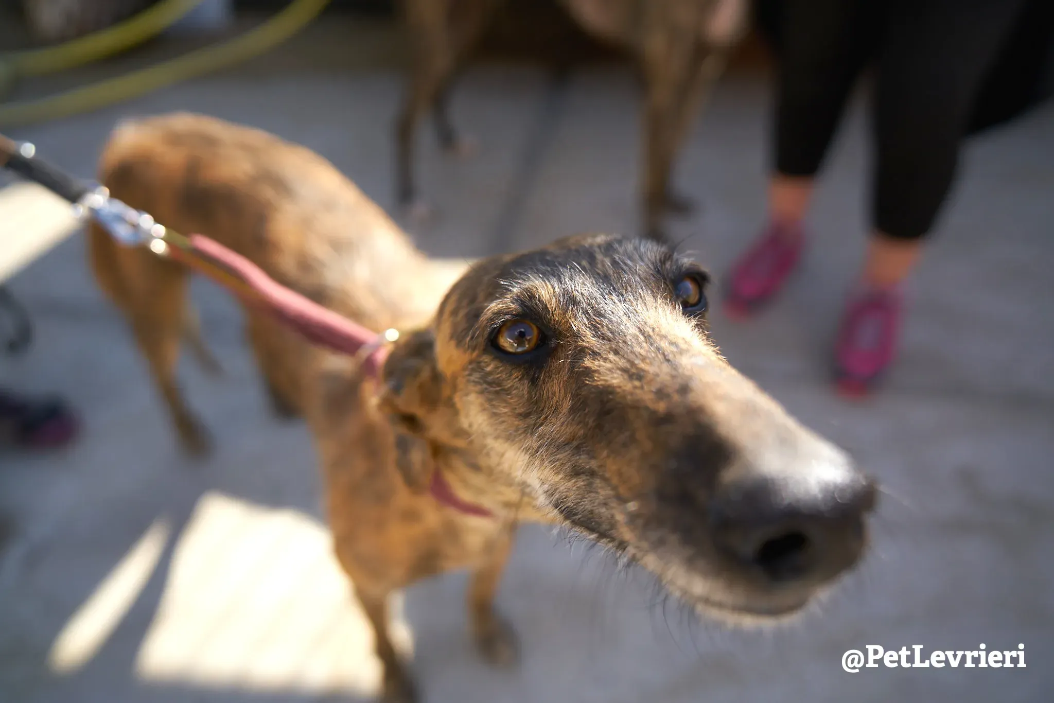 tigre adozione galgo 11