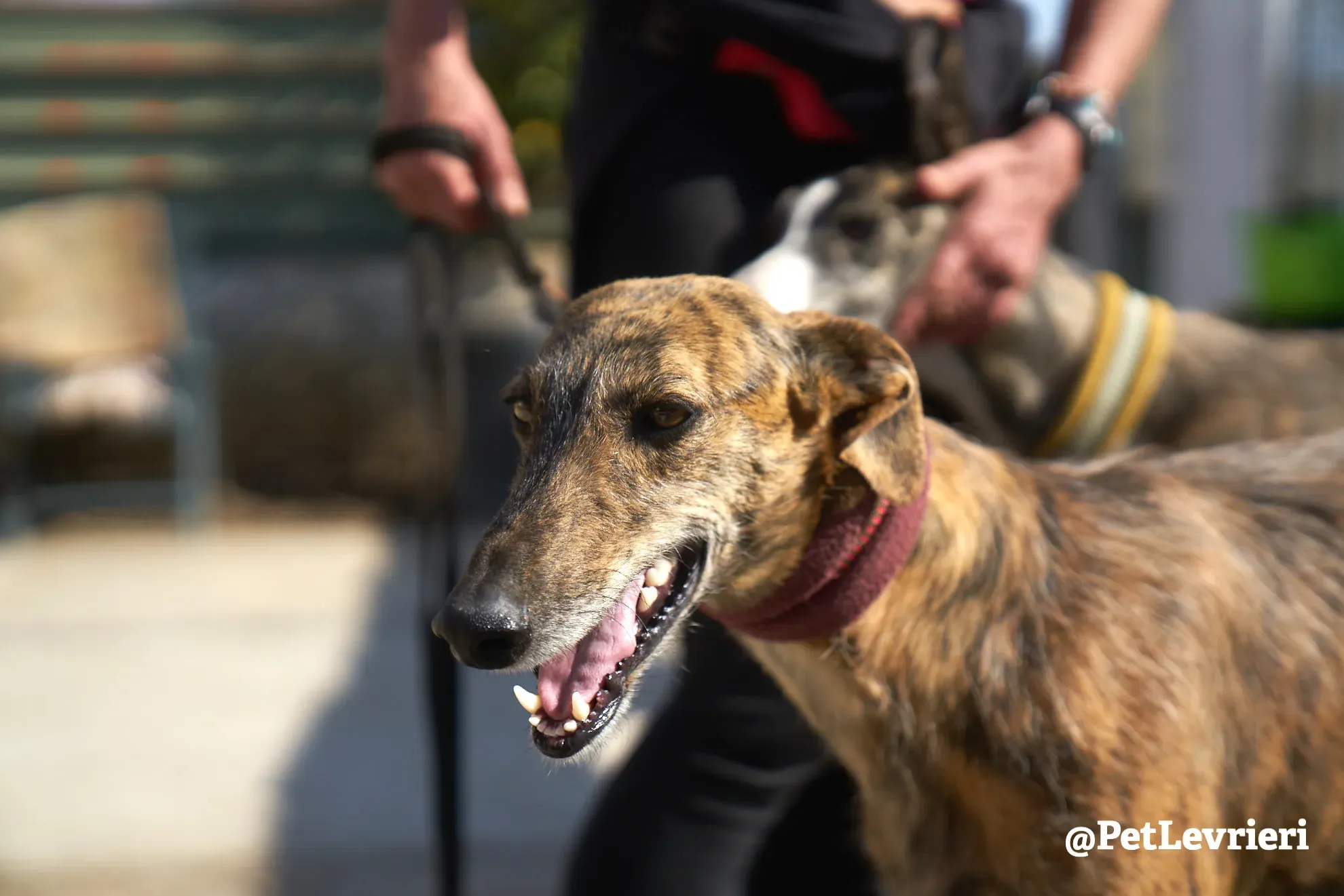 tigre adozione galgo 2