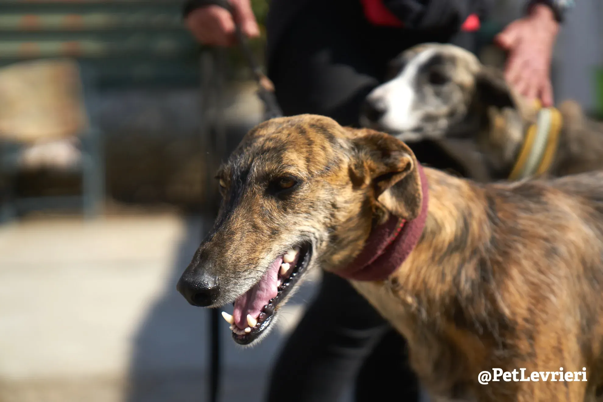 tigre adozione galgo 3