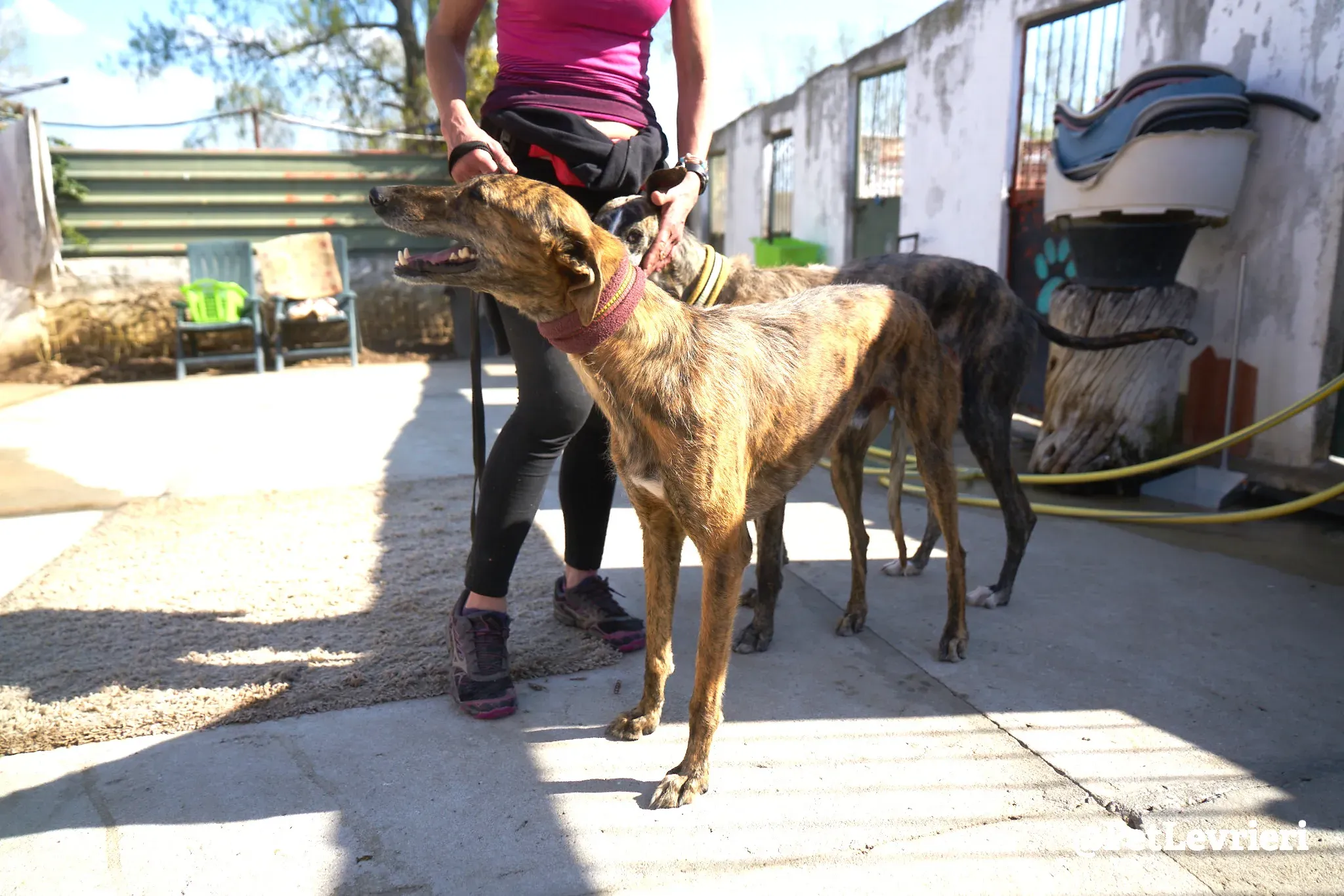 tigre adozione galgo 4