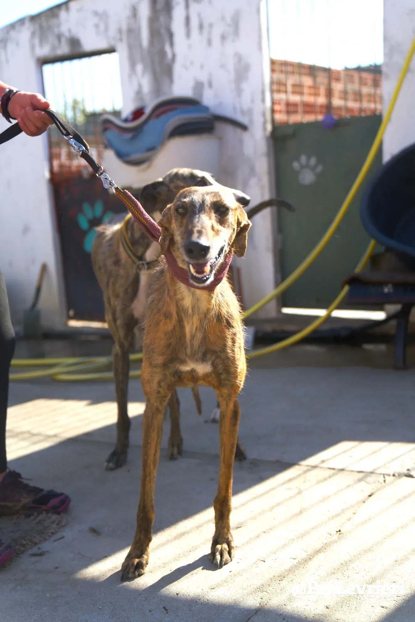 tigre adozione galgo 5