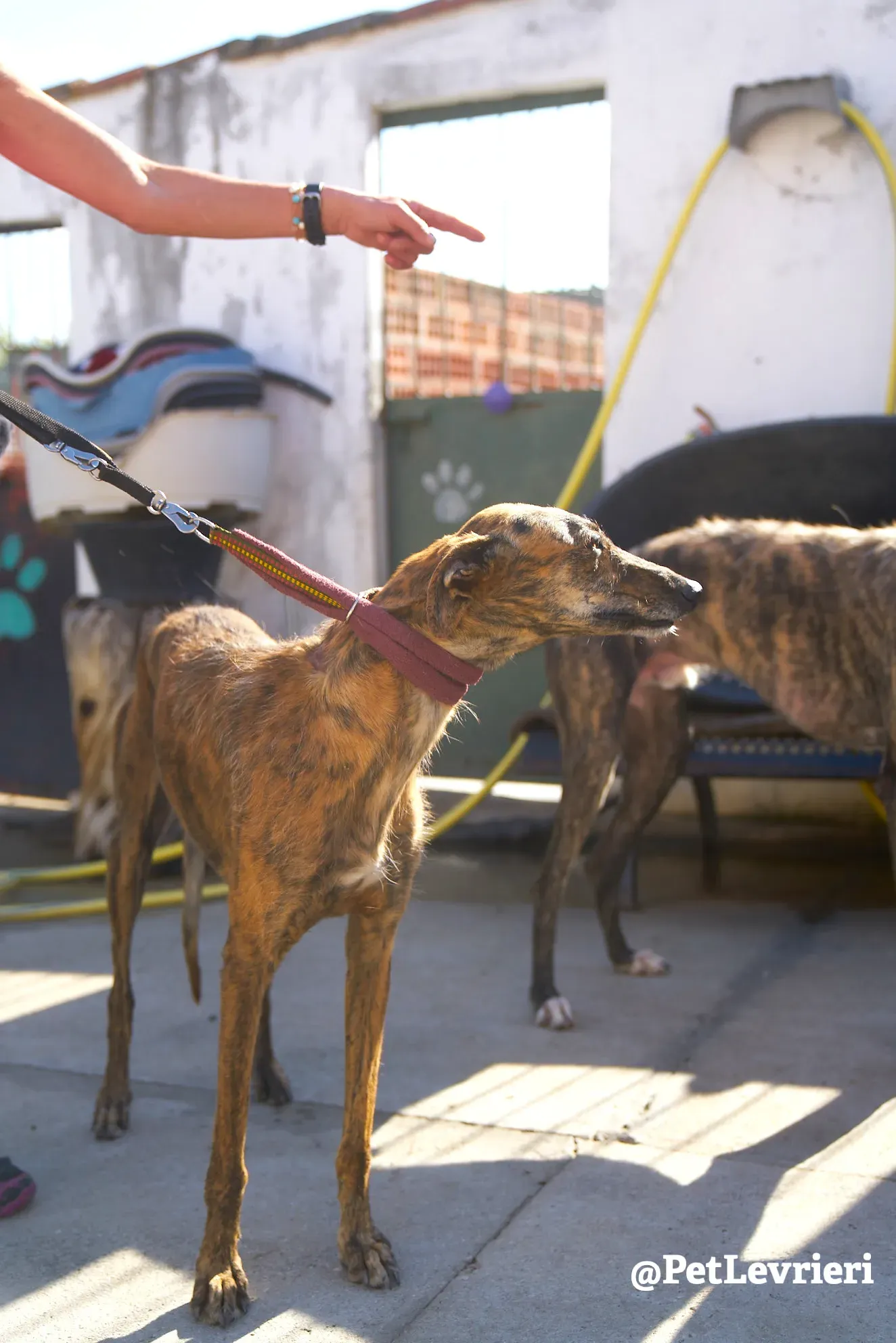 tigre adozione galgo 6