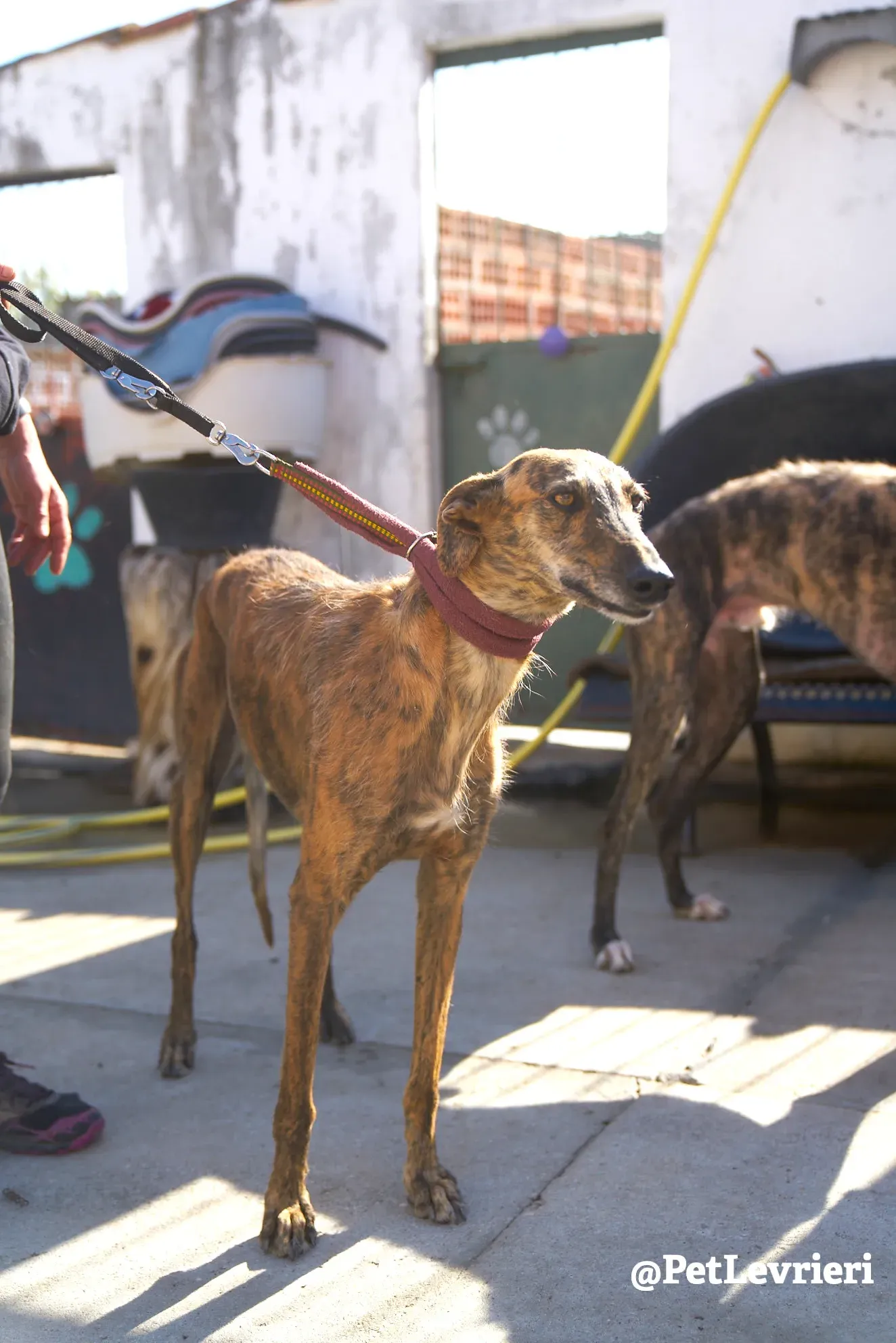 tigre adozione galgo 7