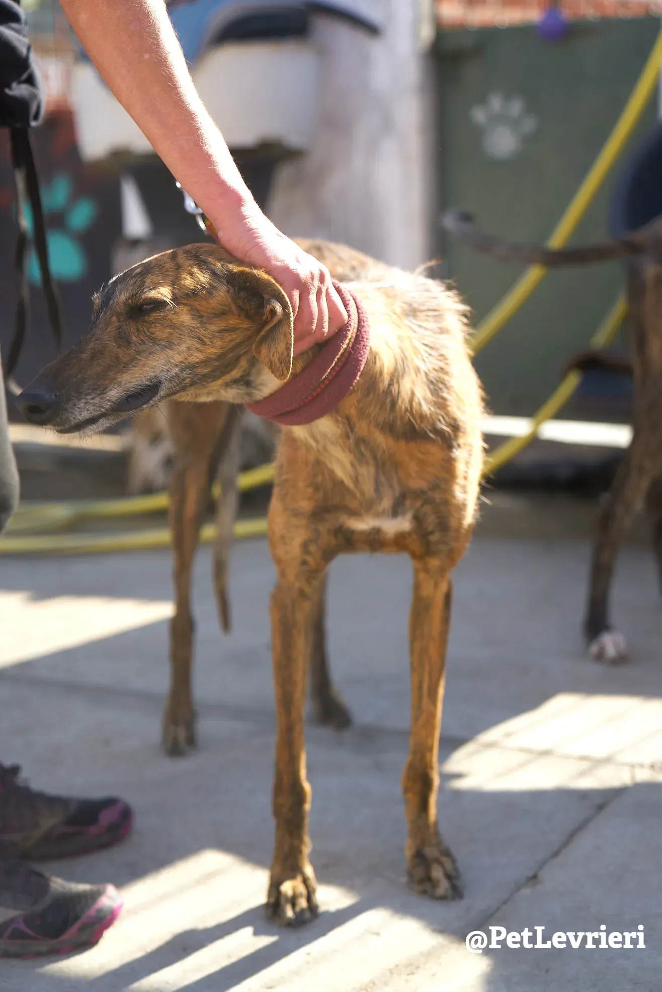 tigre adozione galgo 8