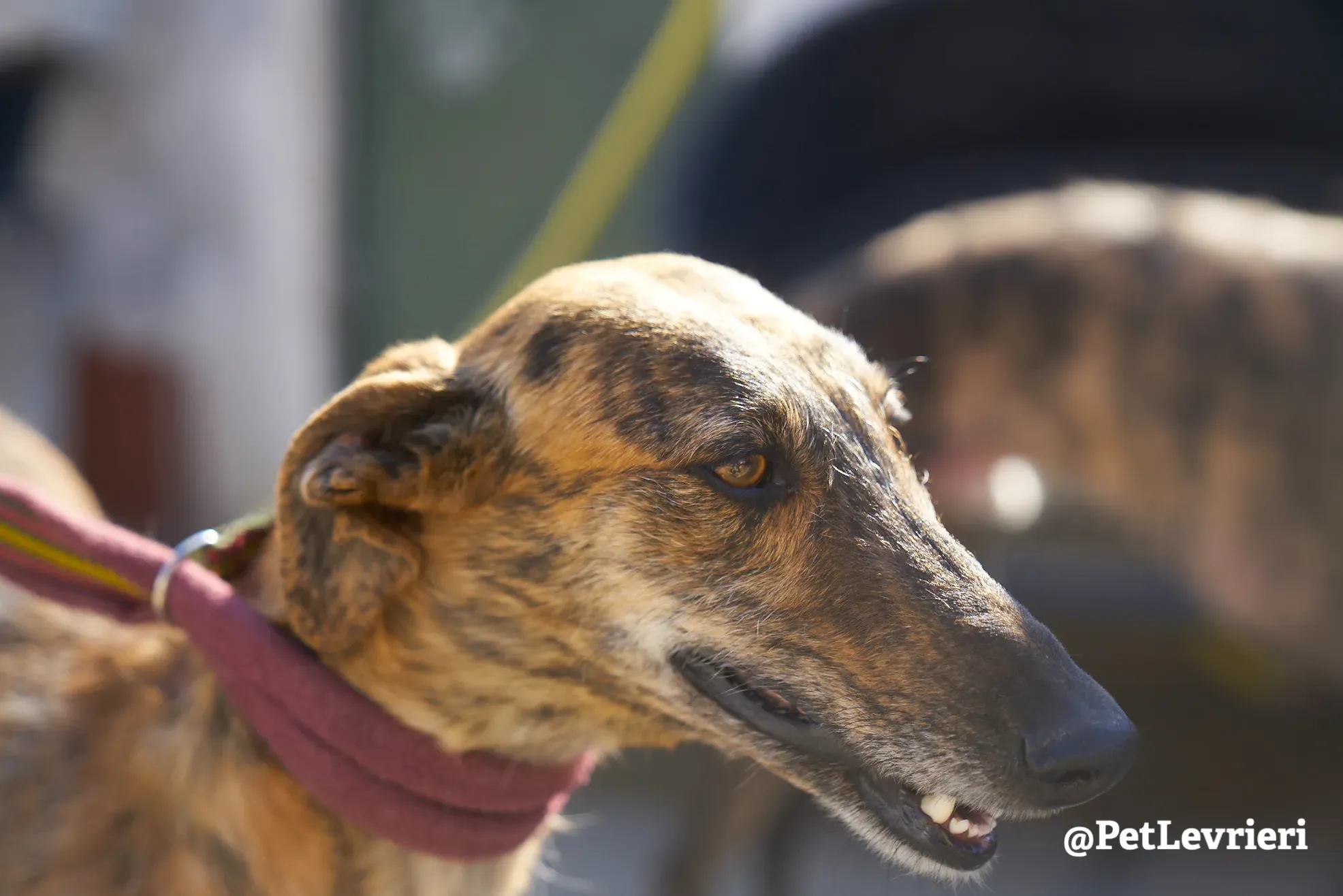 tigre adozione galgo 9