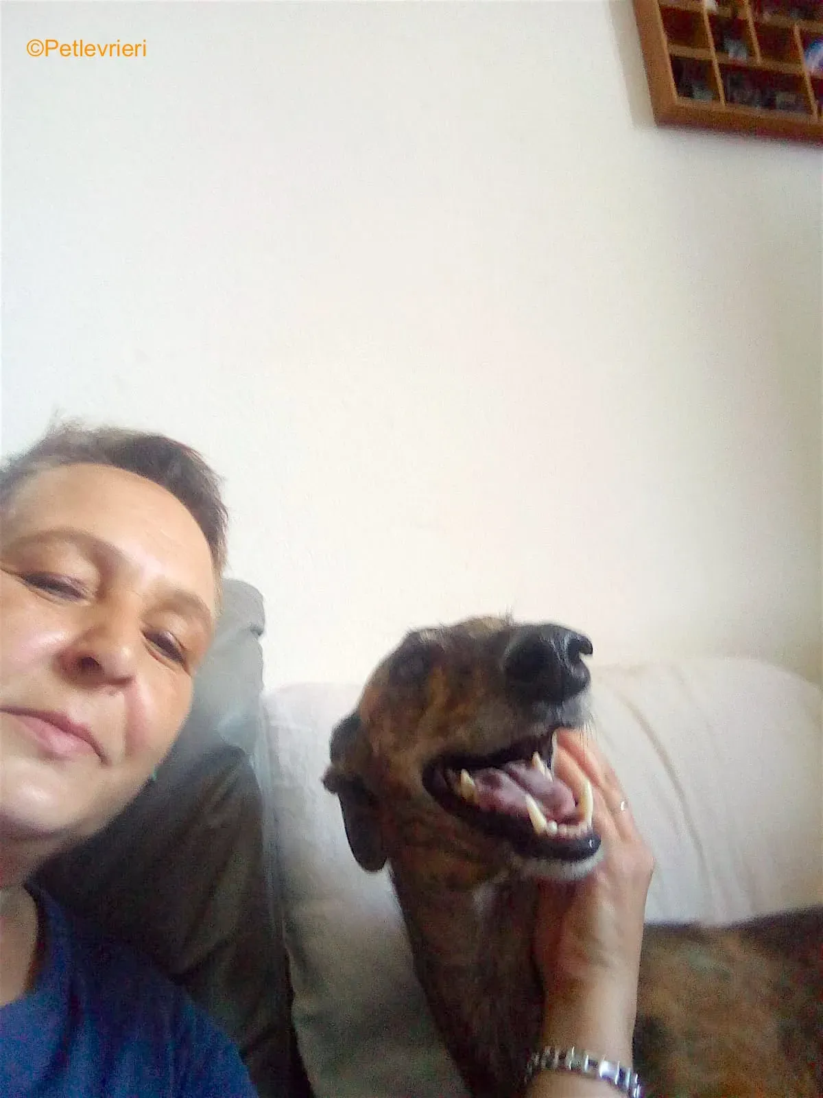 tigre adozione levrieri galgo 1