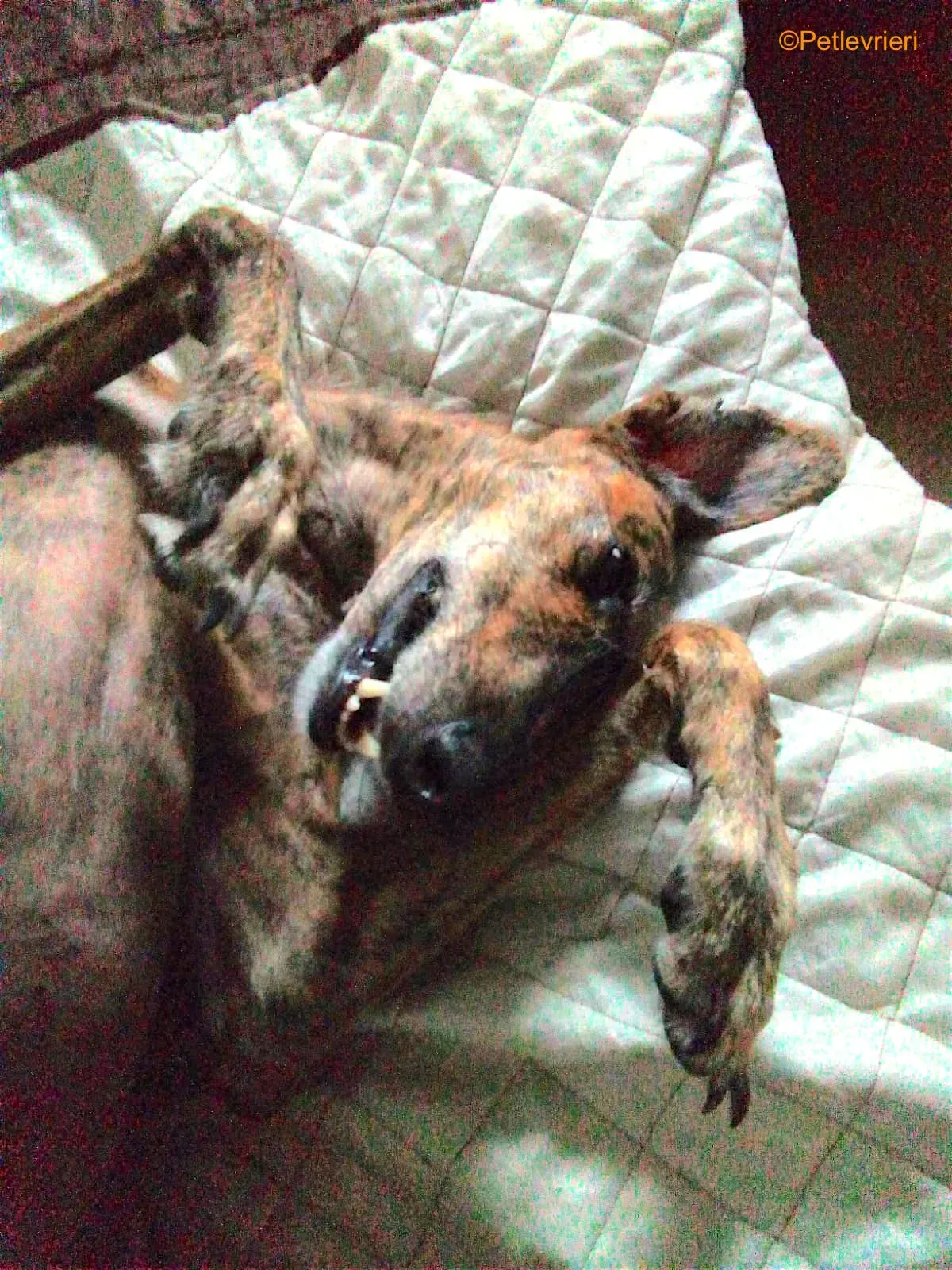 tigre adozione levrieri galgo 2