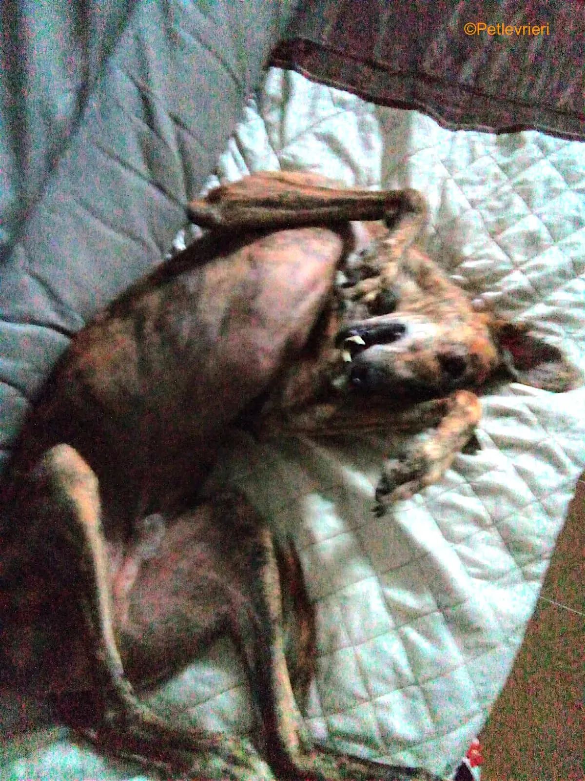 tigre adozione levrieri galgo 3