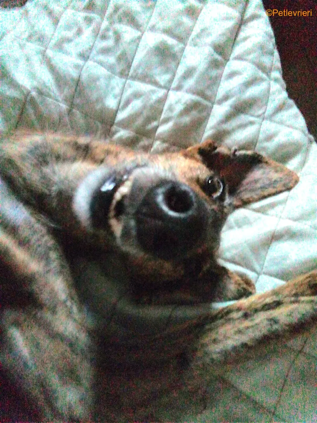 tigre adozione levrieri galgo 4