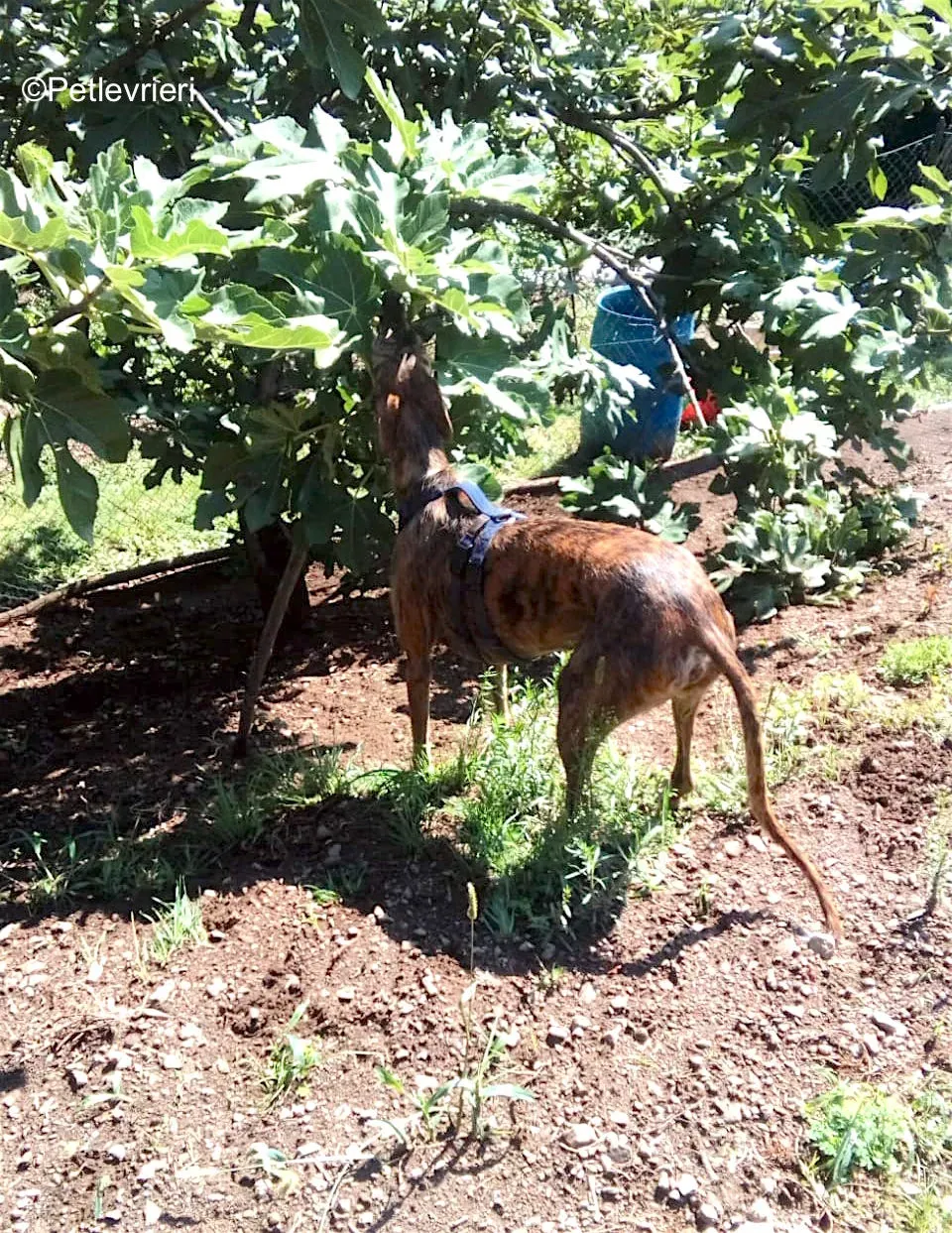 tigre adozione levrieri galgo 5