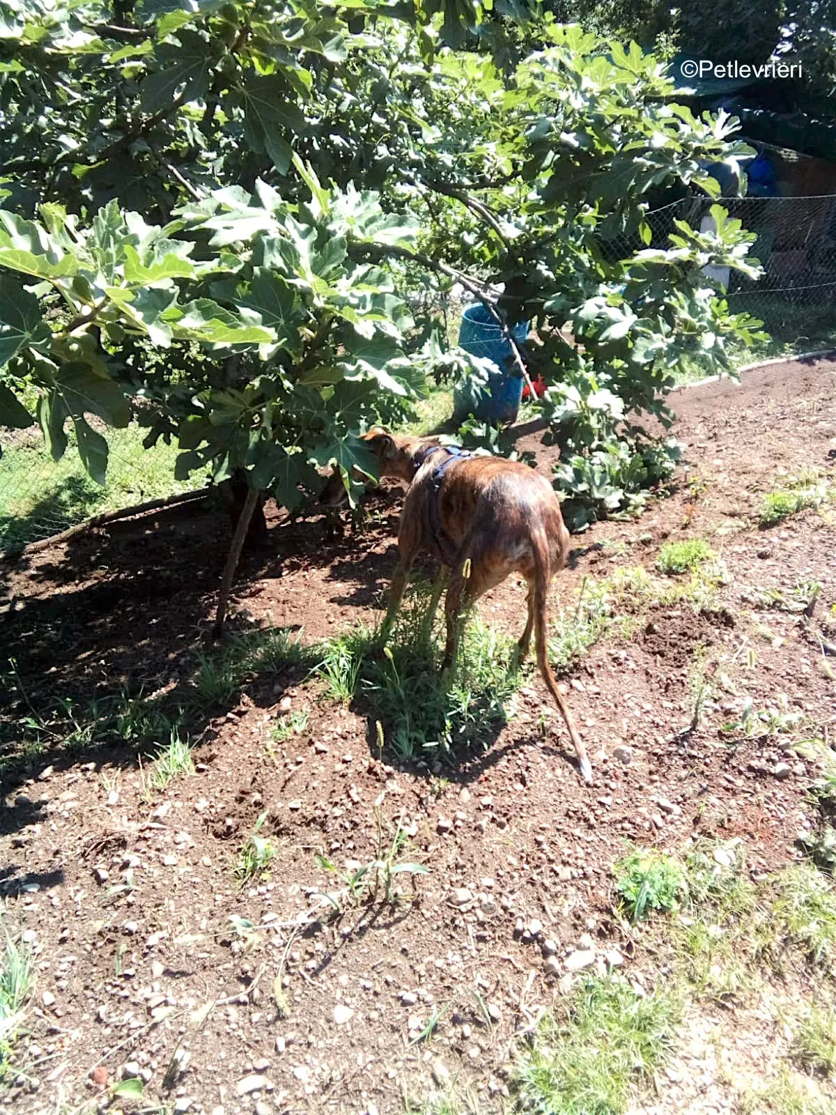 tigre adozione levrieri galgo 6