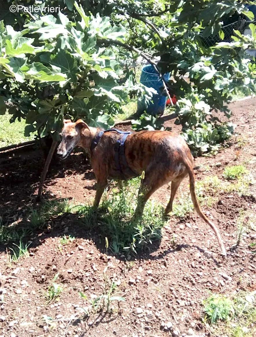 tigre adozione levrieri galgo 7