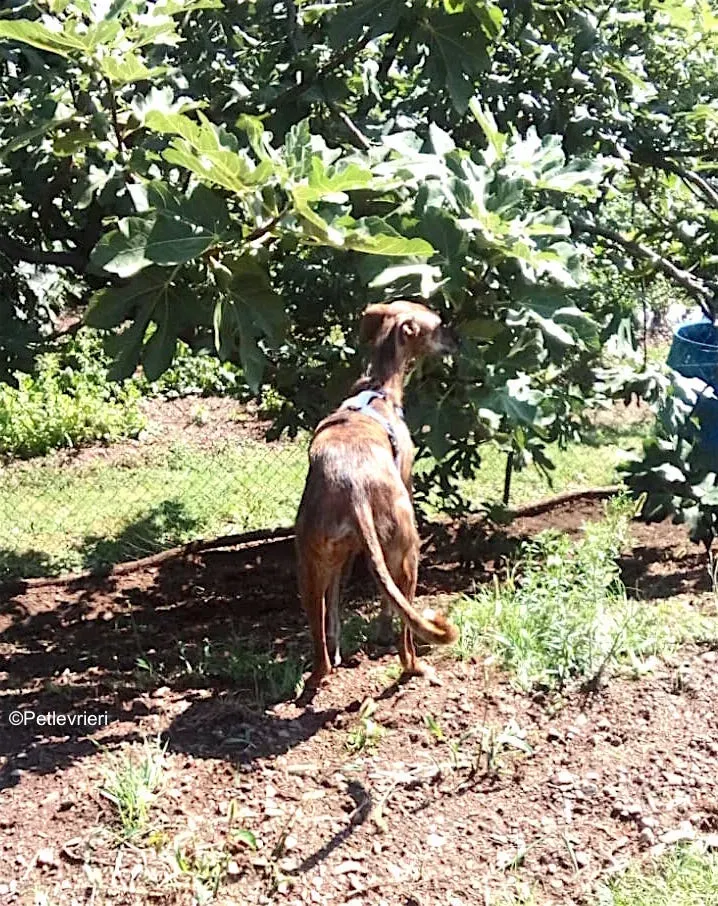 tigre adozione levrieri galgo 8