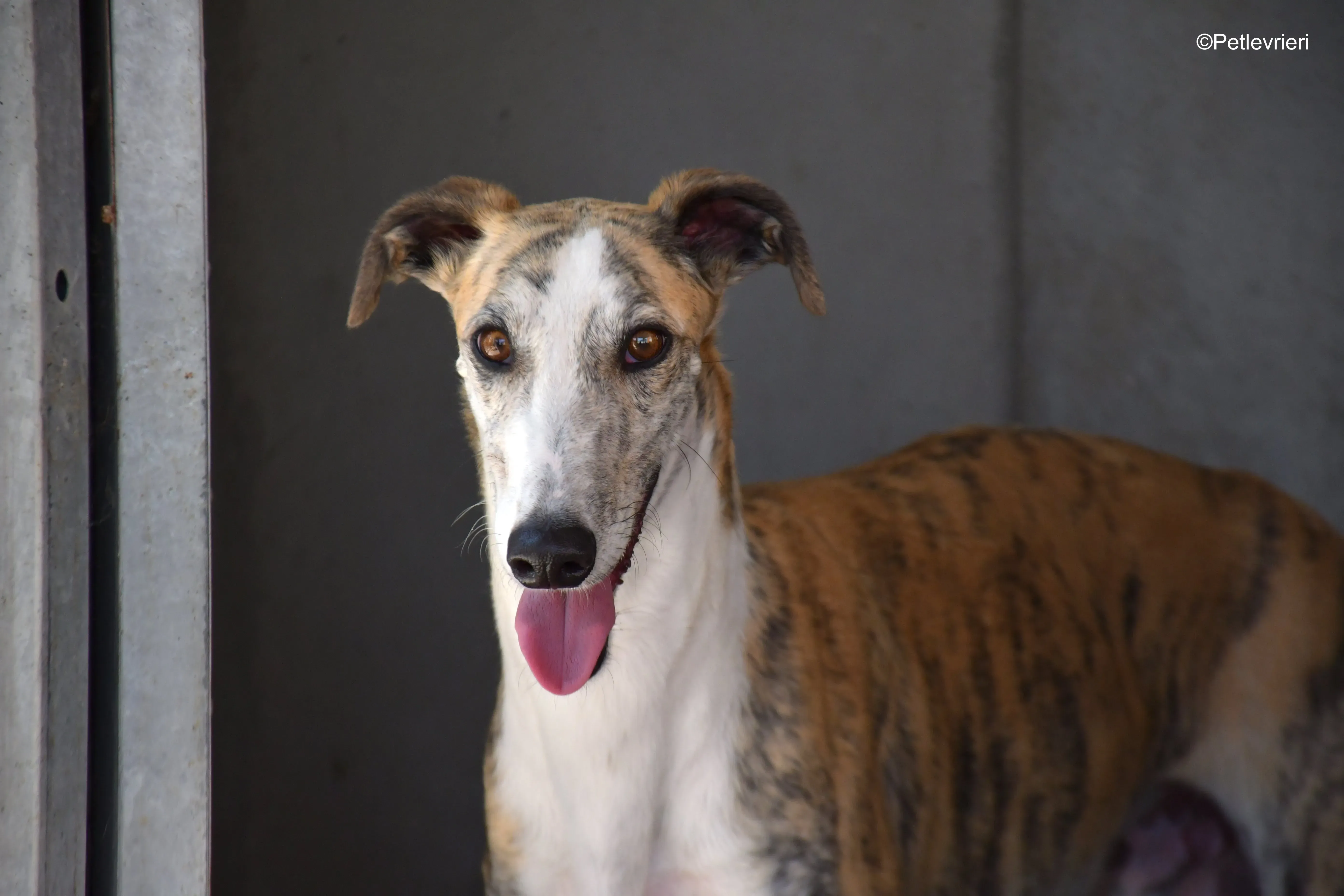 tigris adozione levrieri galgo 1