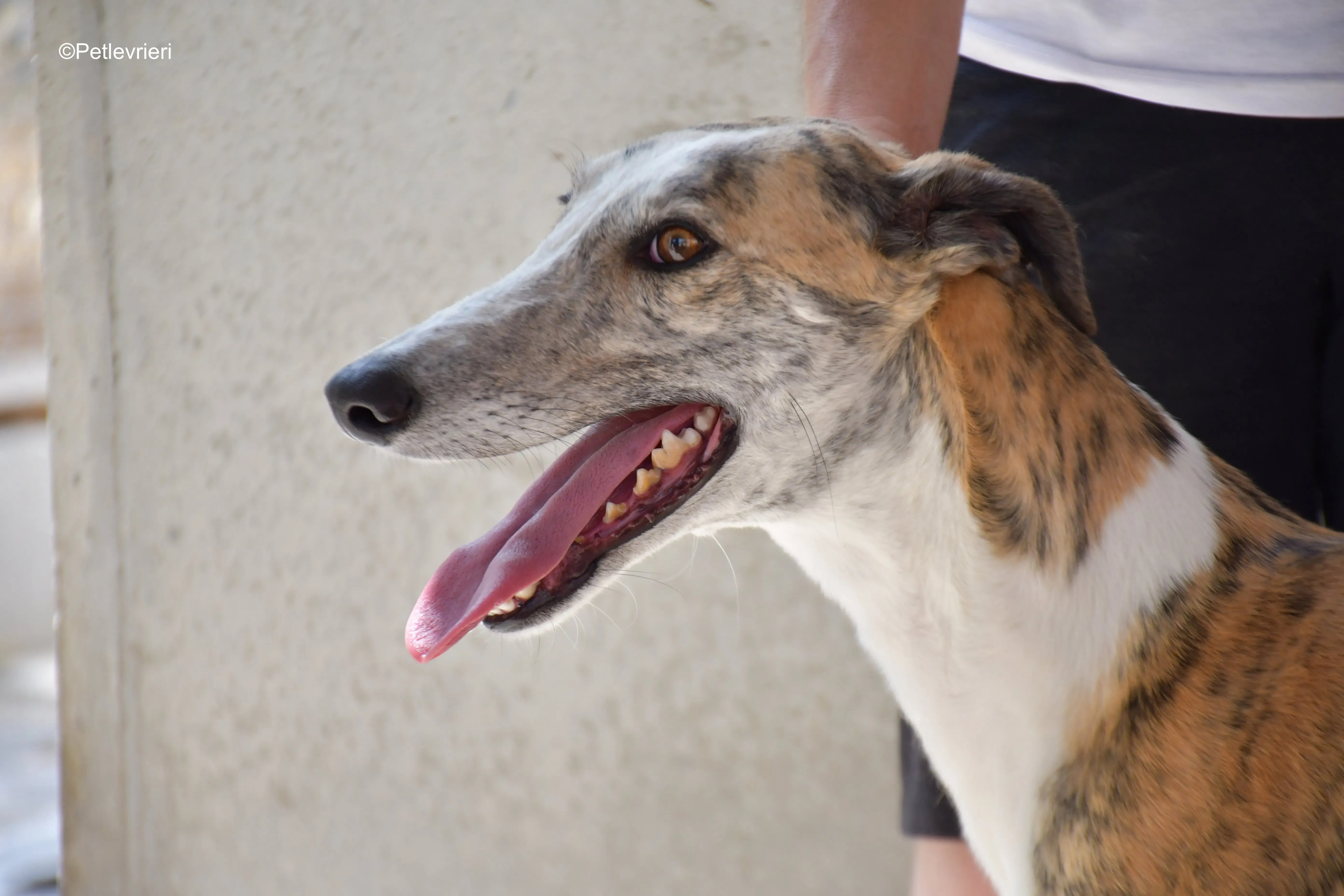 tigris adozione levrieri galgo 10