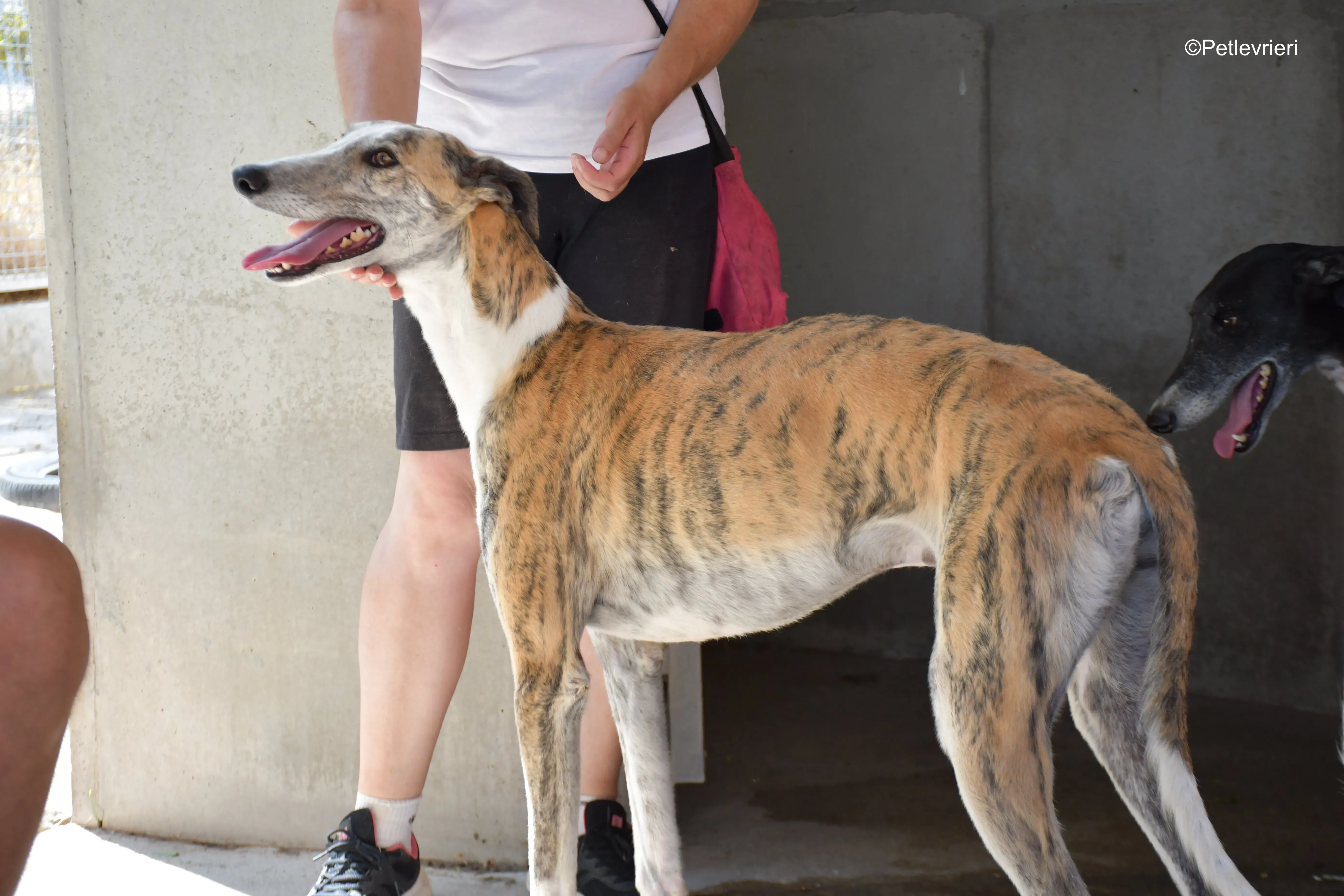 tigris adozione levrieri galgo 11