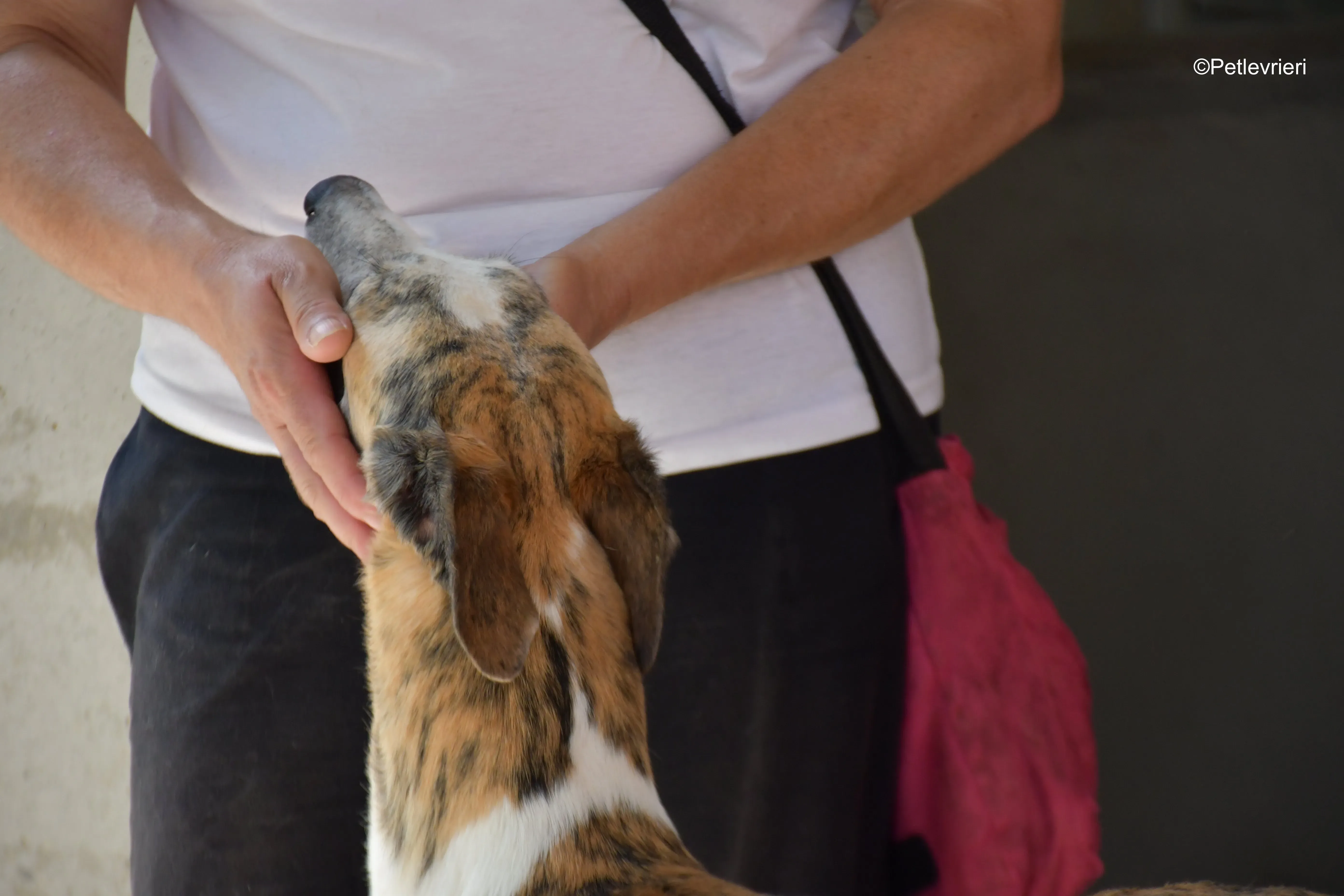 tigris adozione levrieri galgo 12