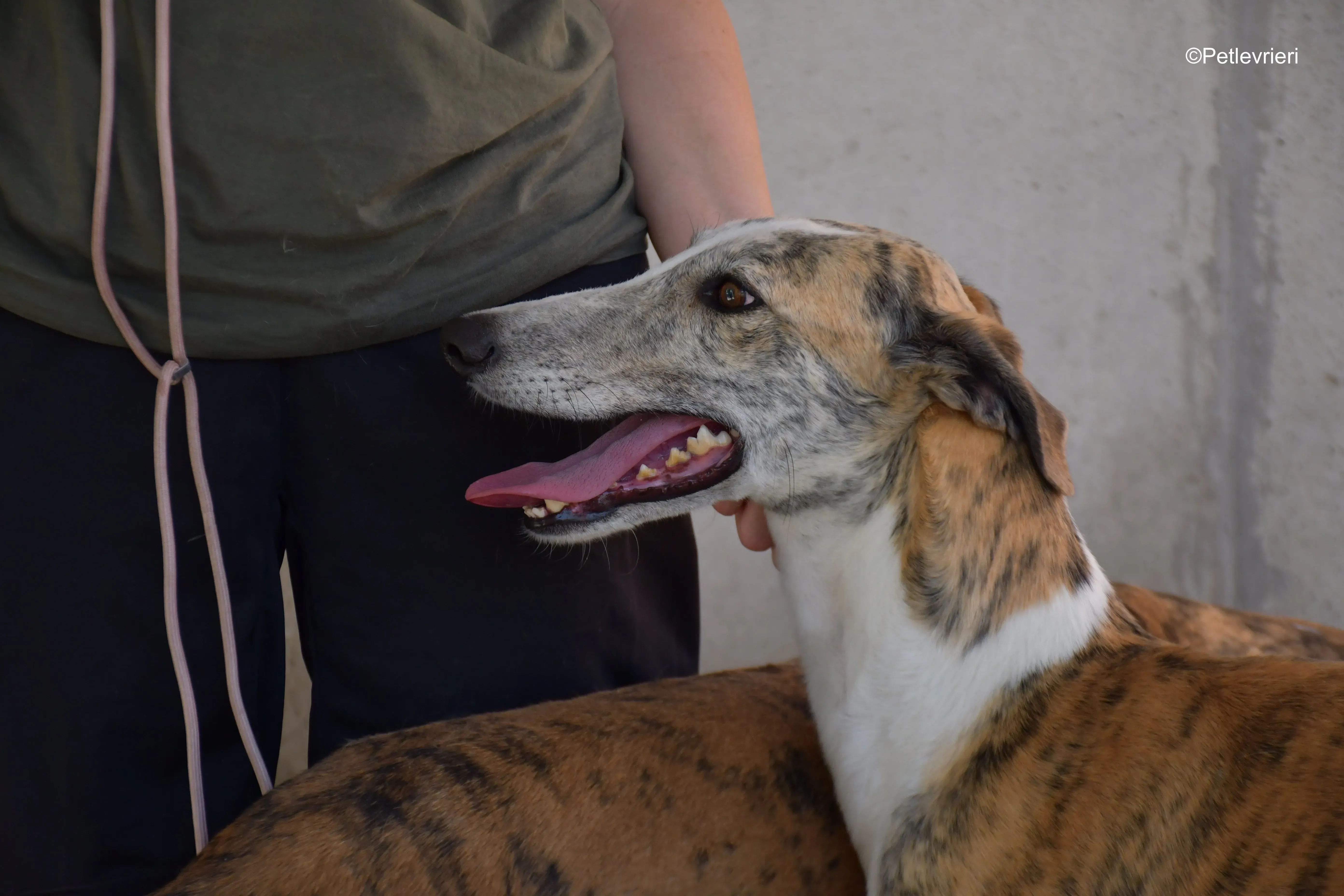 tigris adozione levrieri galgo 13