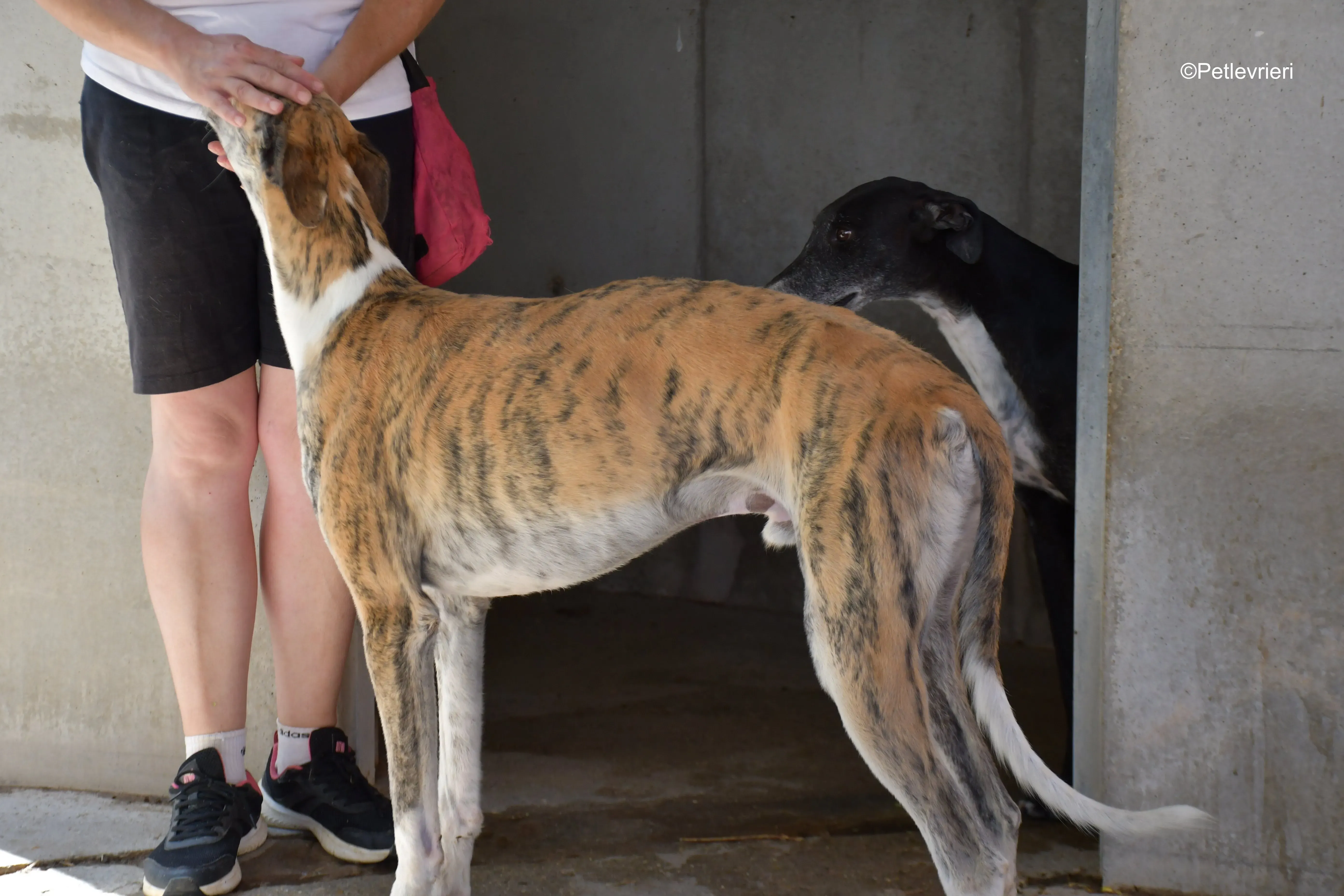 tigris adozione levrieri galgo 14