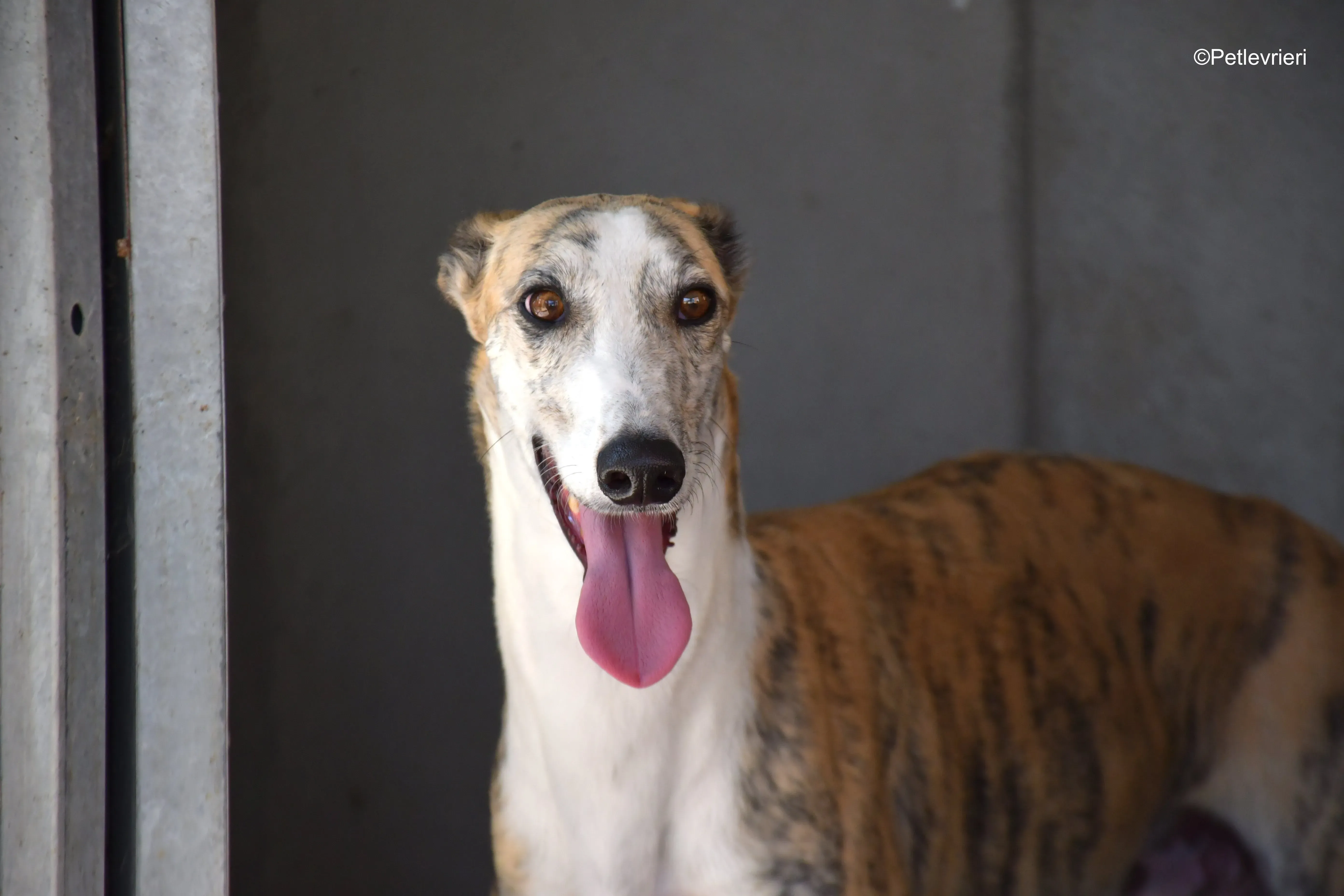 tigris adozione levrieri galgo 2