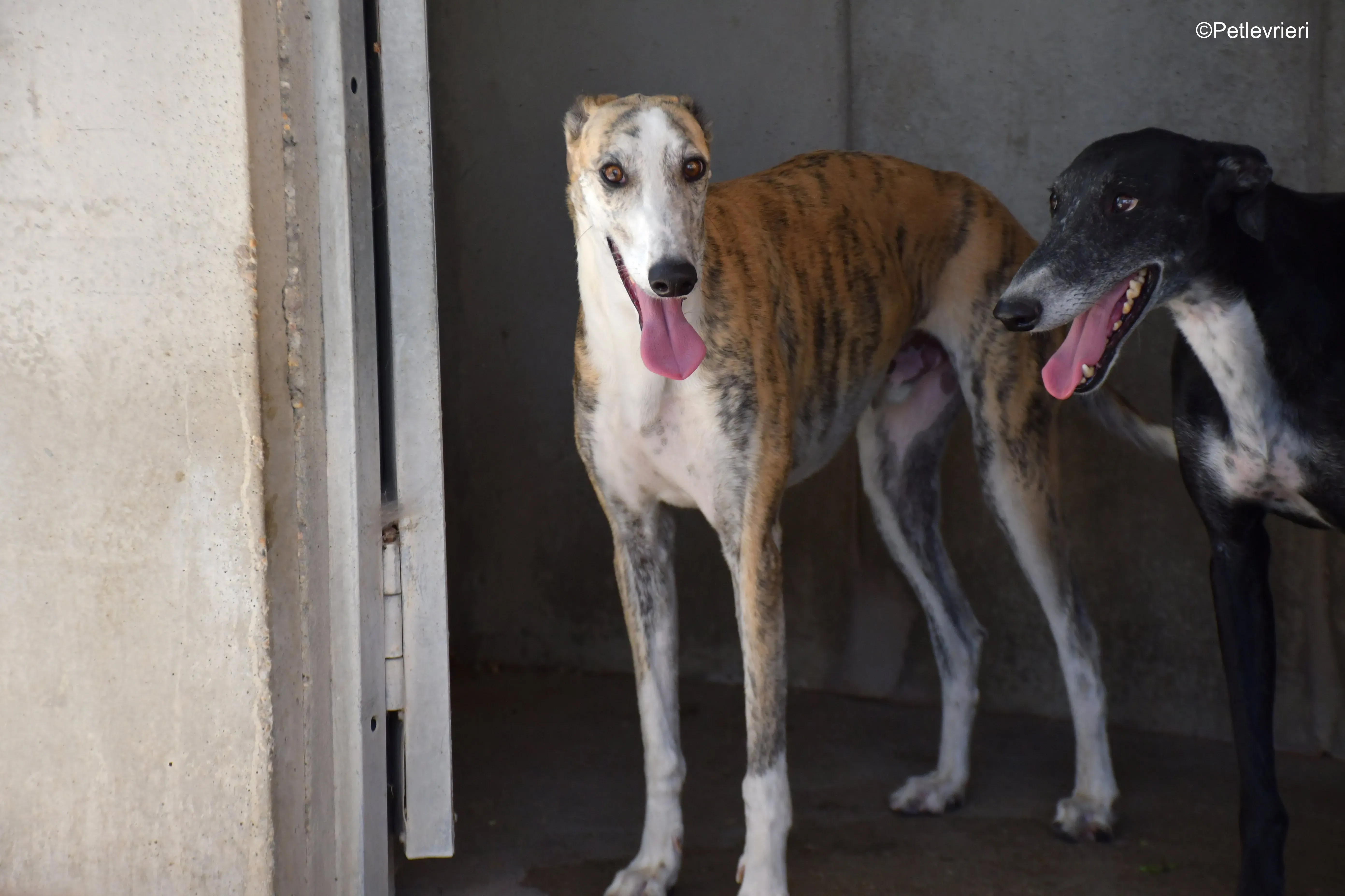 tigris adozione levrieri galgo 3