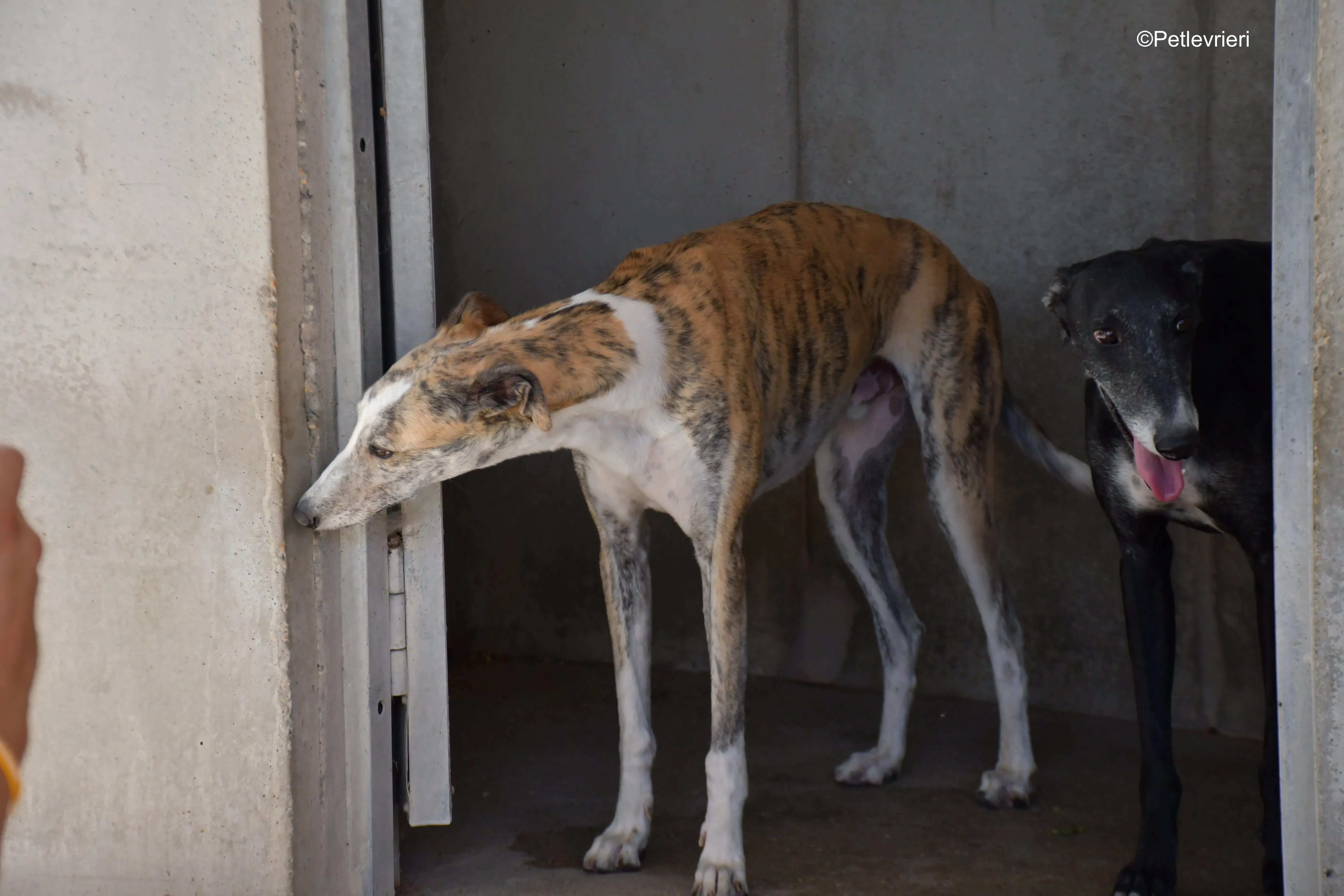 tigris adozione levrieri galgo 4