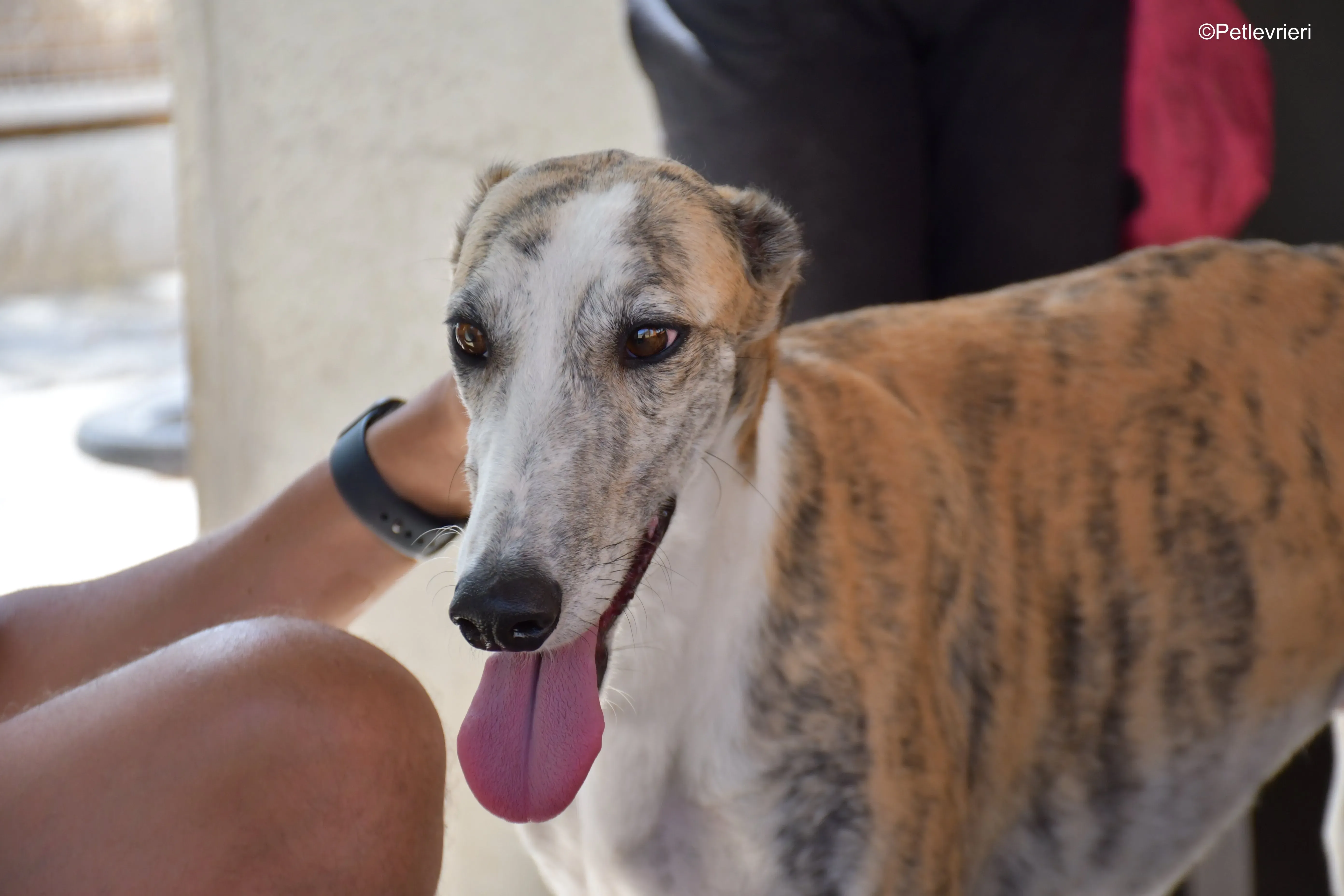 tigris adozione levrieri galgo 5