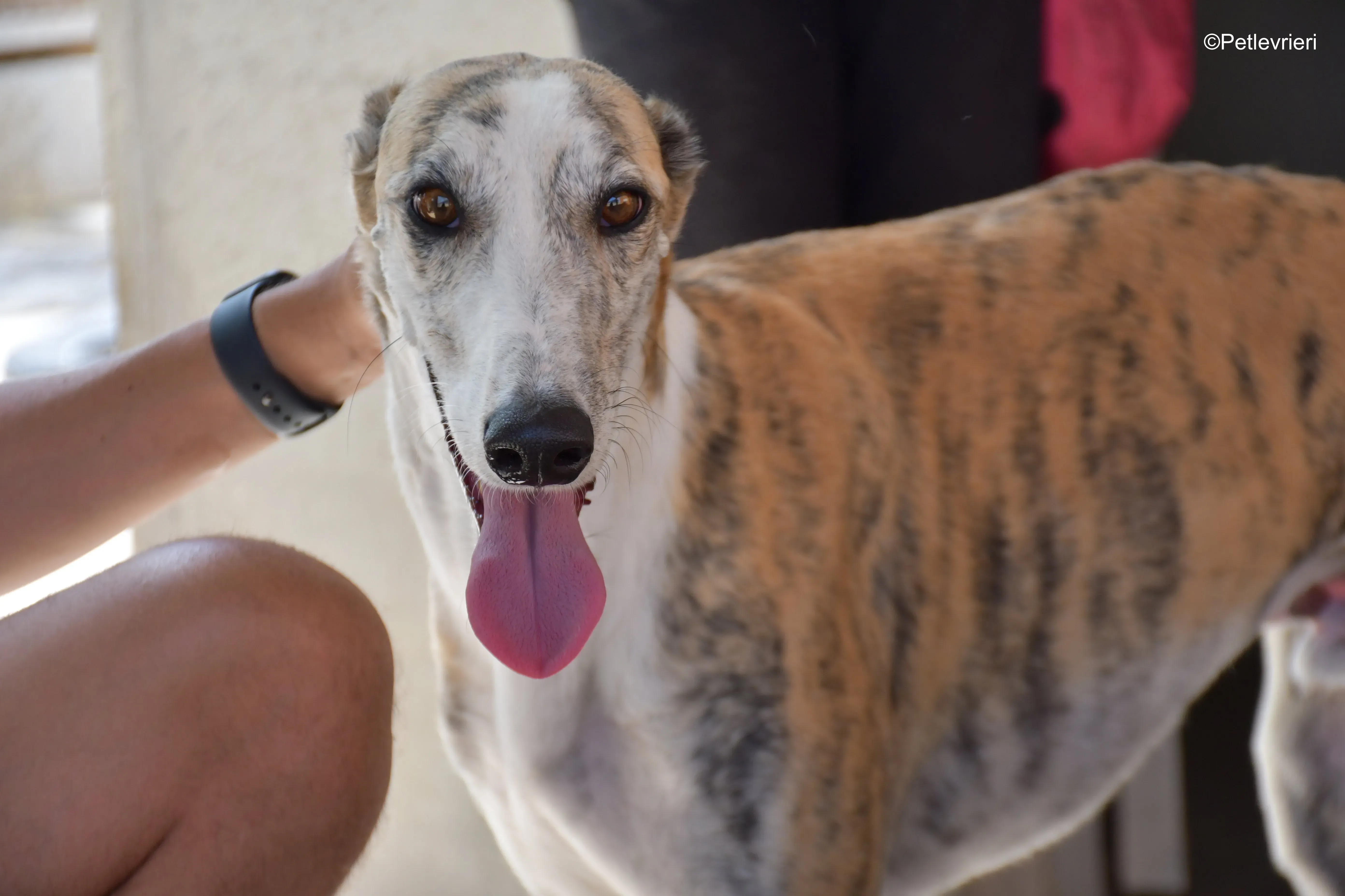 tigris adozione levrieri galgo 6
