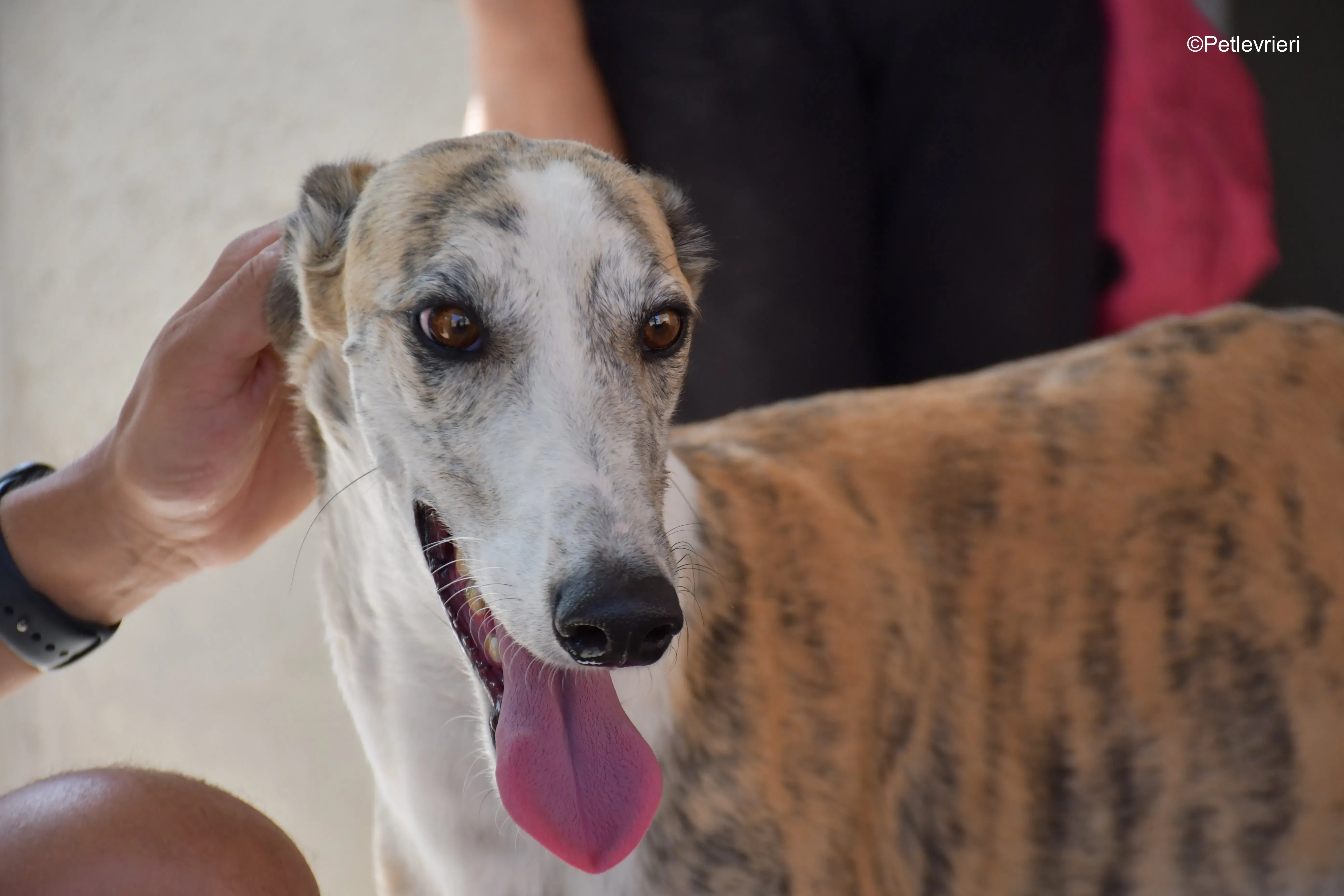 tigris adozione levrieri galgo 7