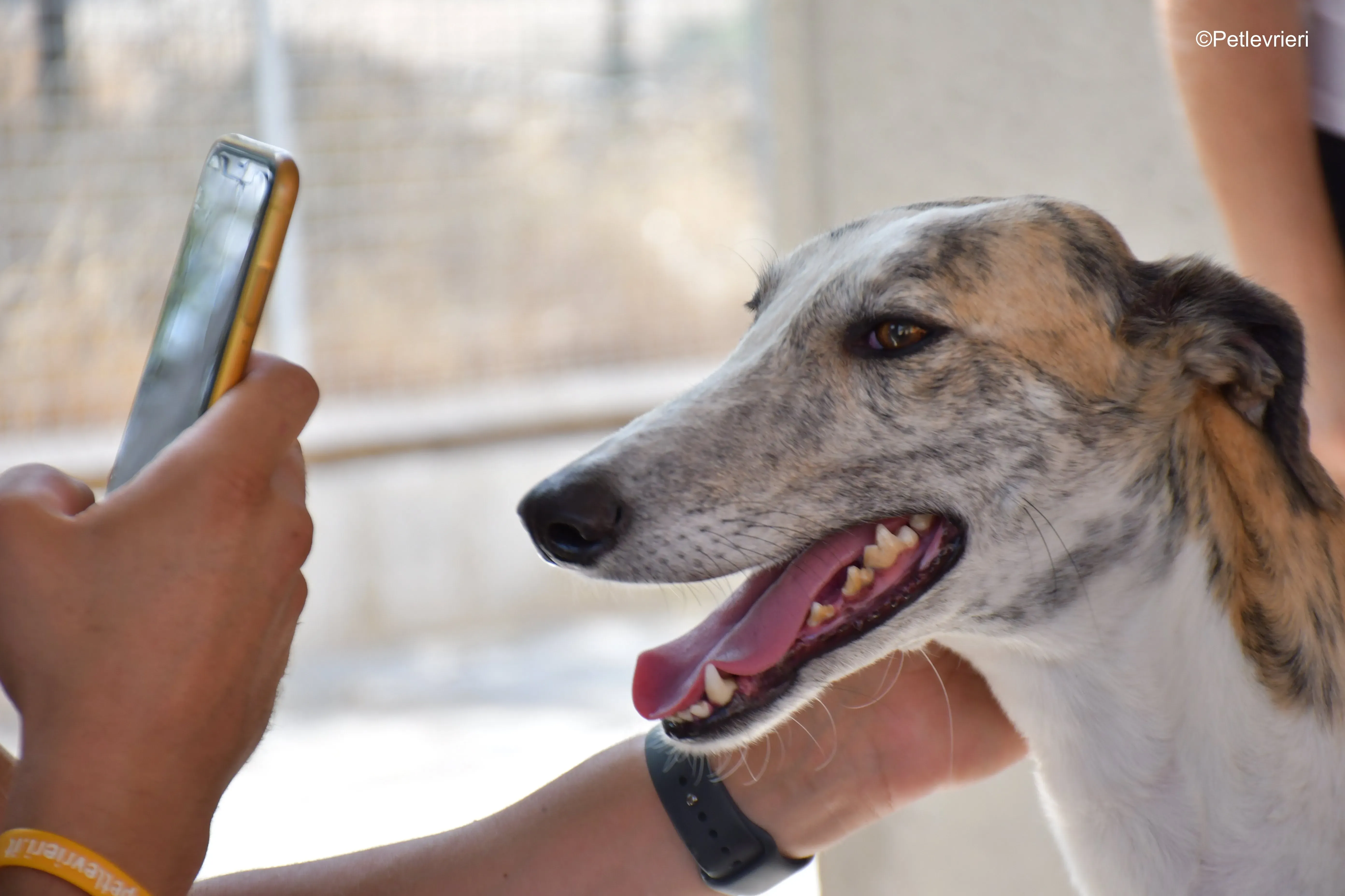 tigris adozione levrieri galgo 8