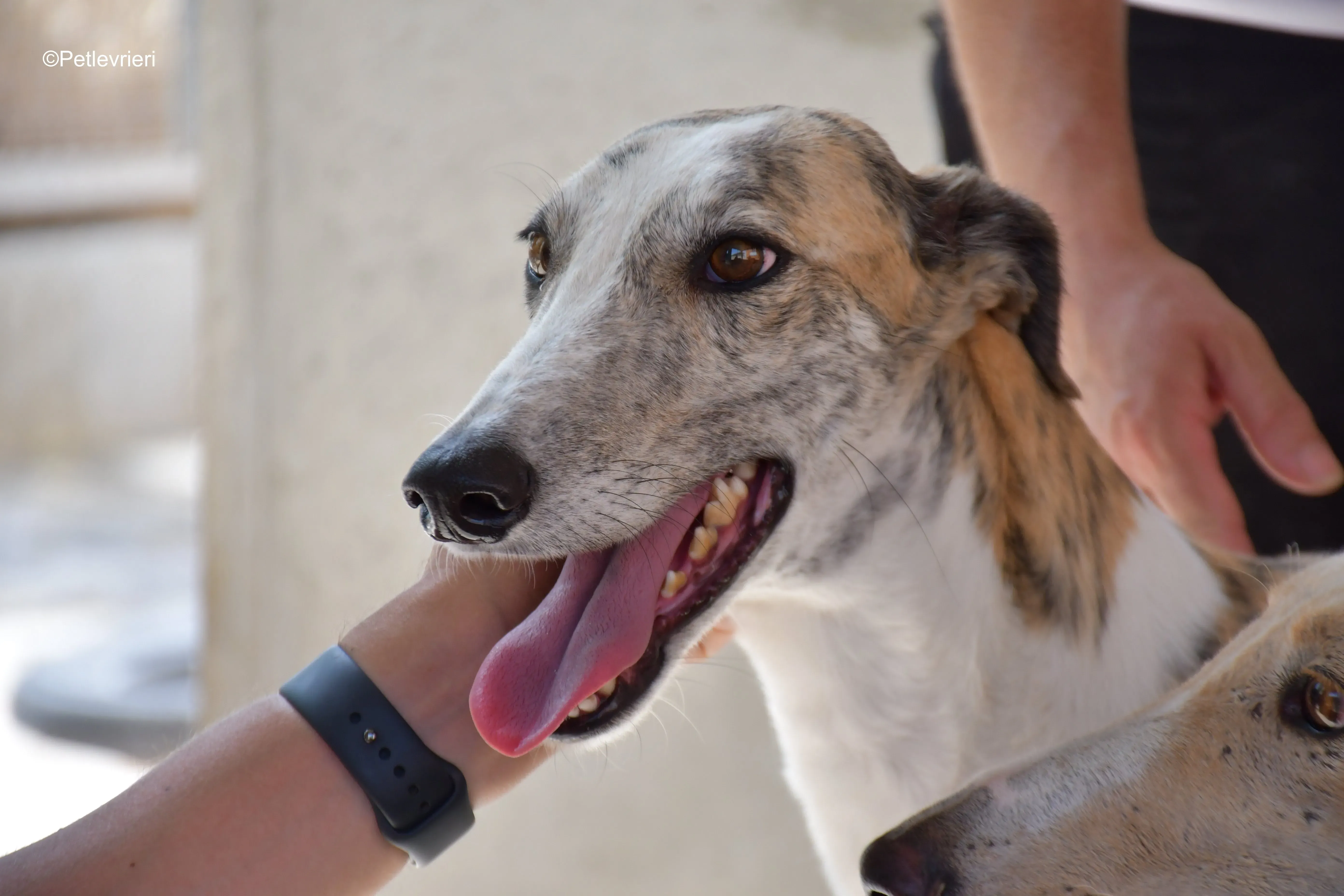 tigris adozione levrieri galgo 9