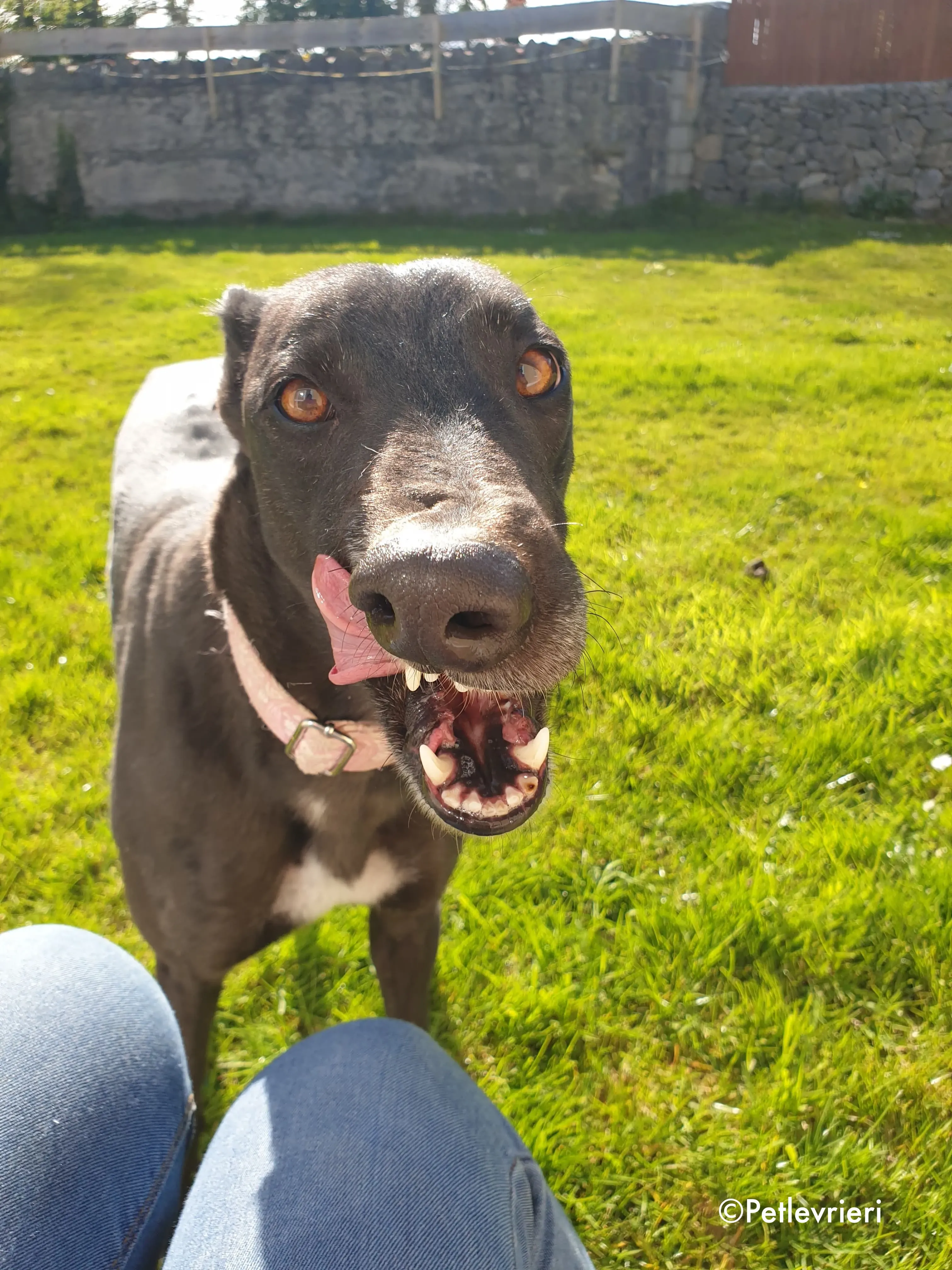 tilda adozione levrieri greyhound 1 1