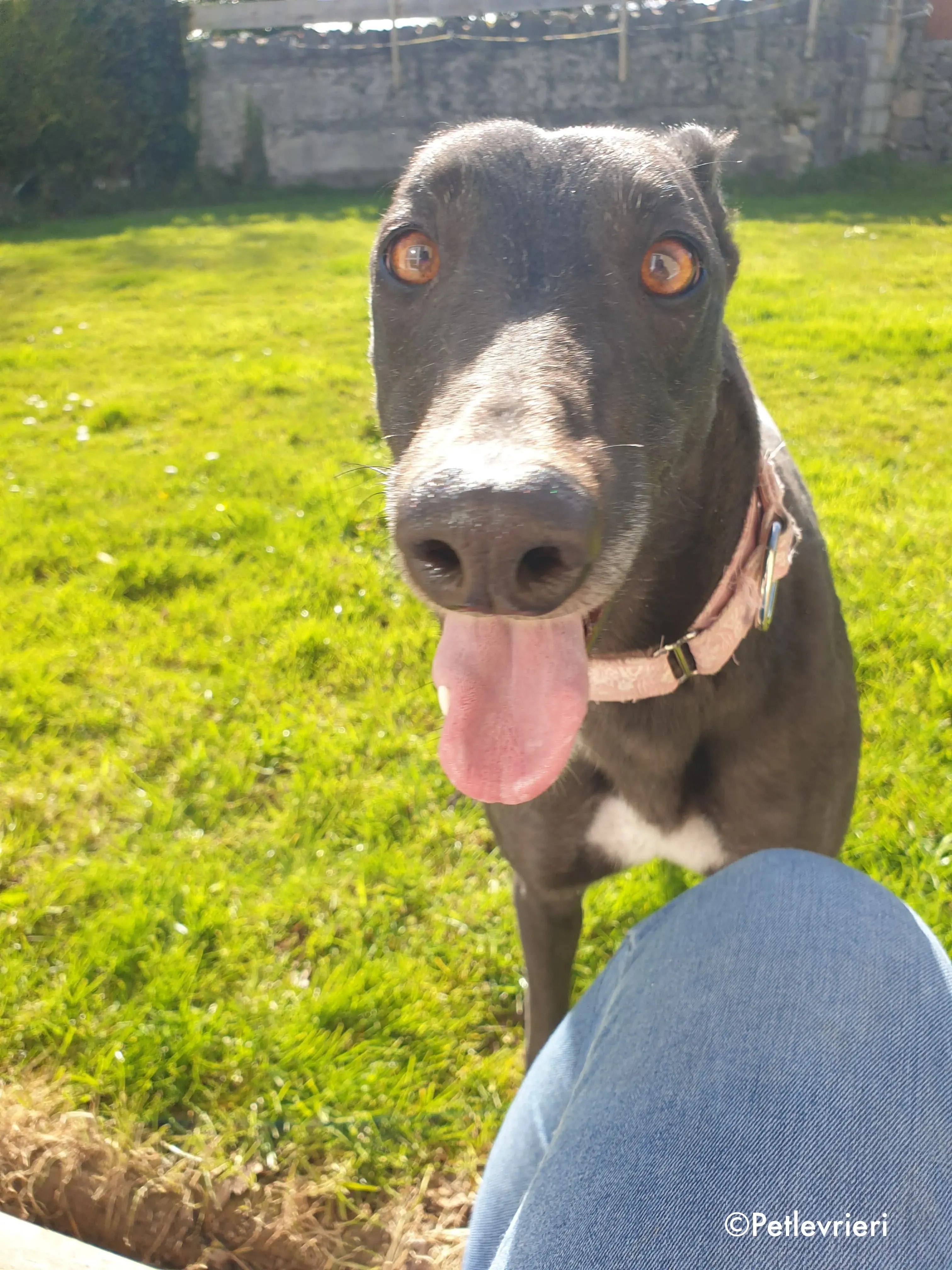 tilda adozione levrieri greyhound 2 1