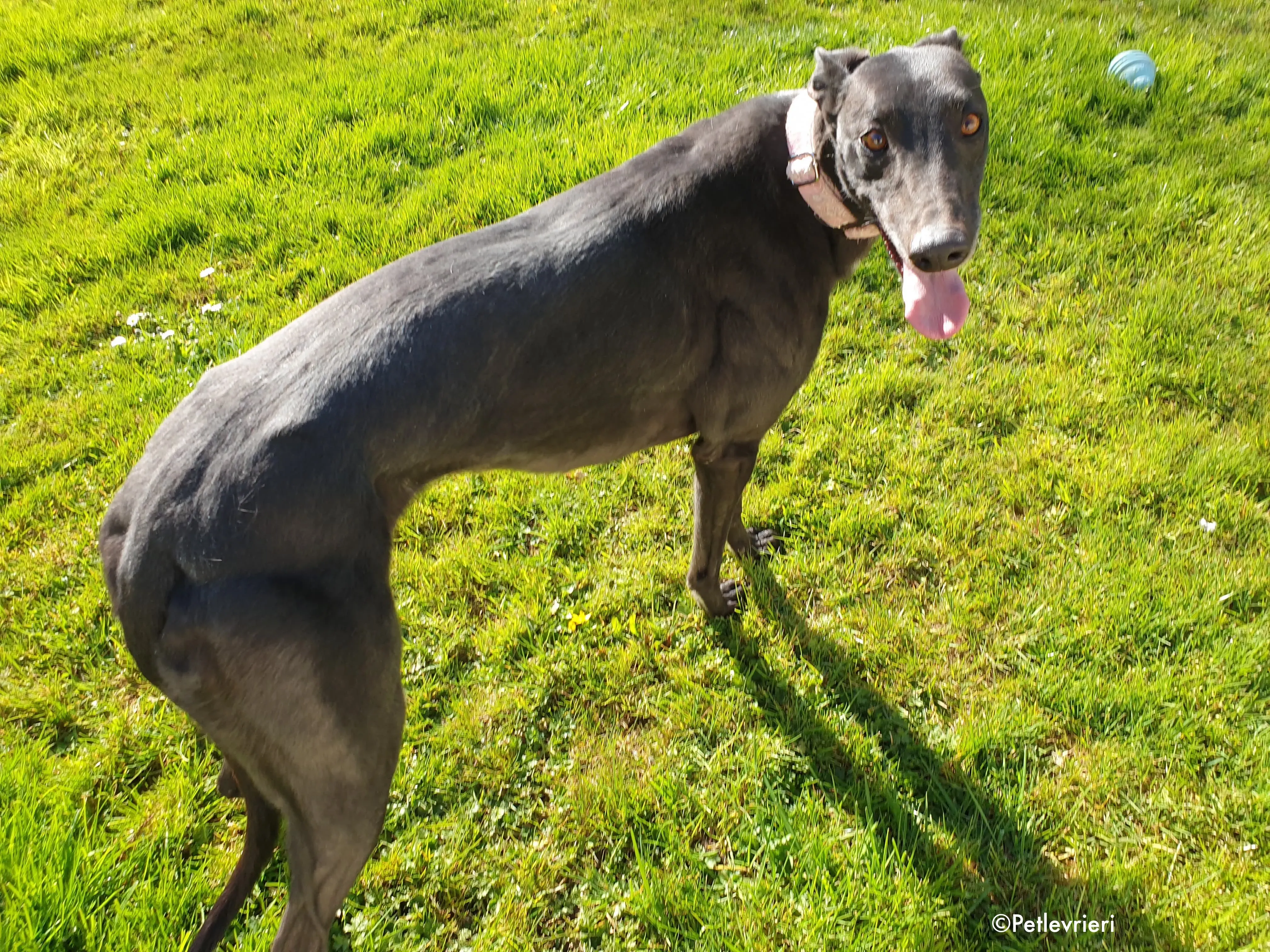 tilda adozione levrieri greyhound 3 1