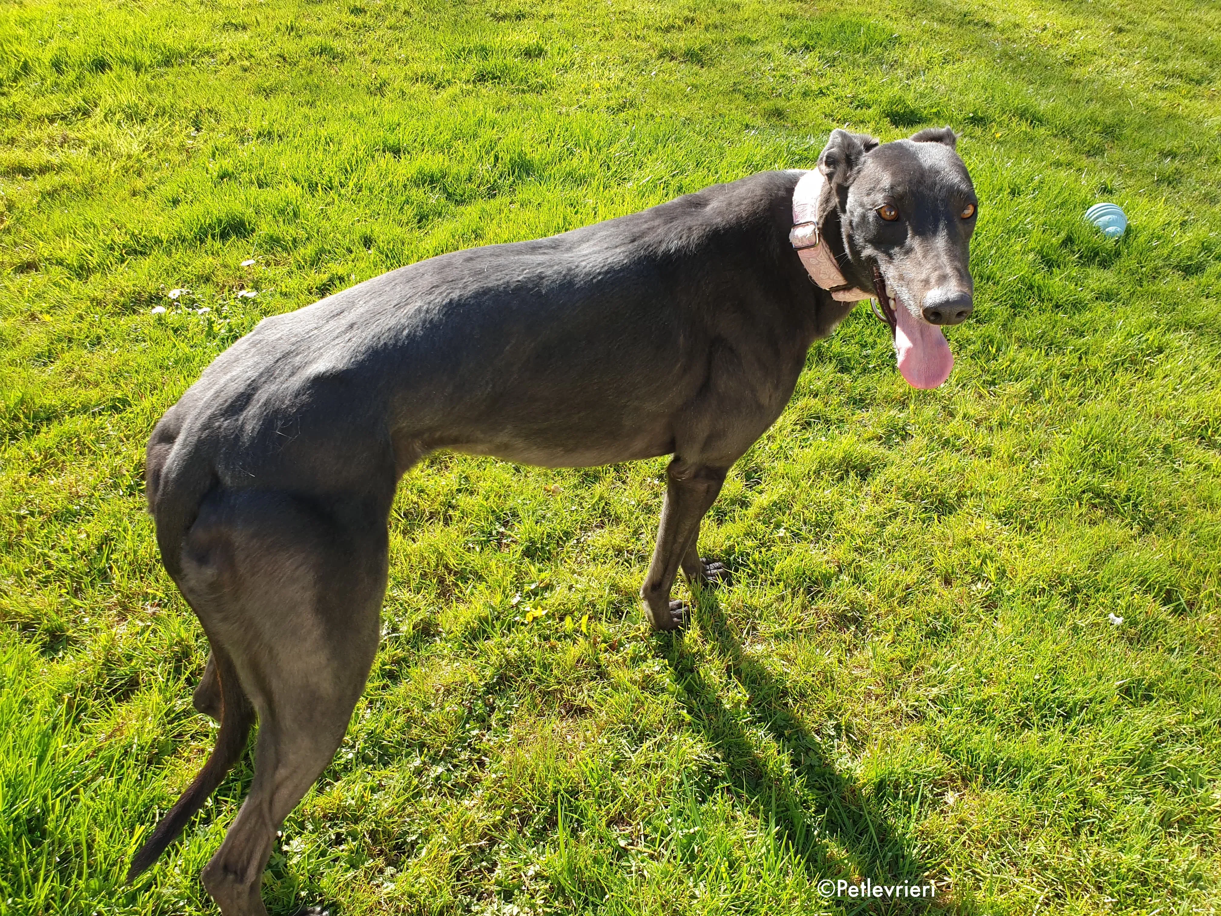 tilda adozione levrieri greyhound 4 1