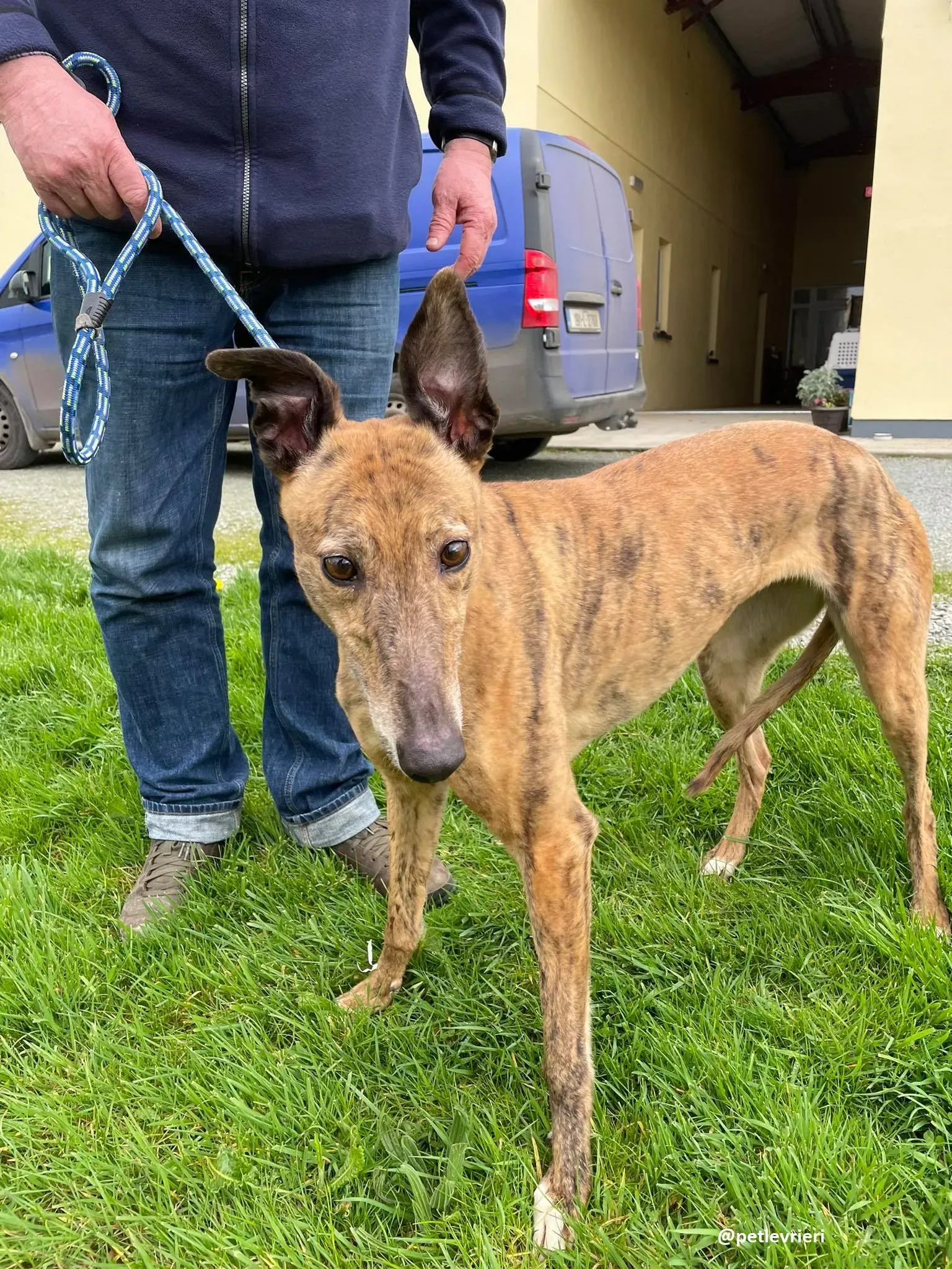 tilly adozione greyhound 1