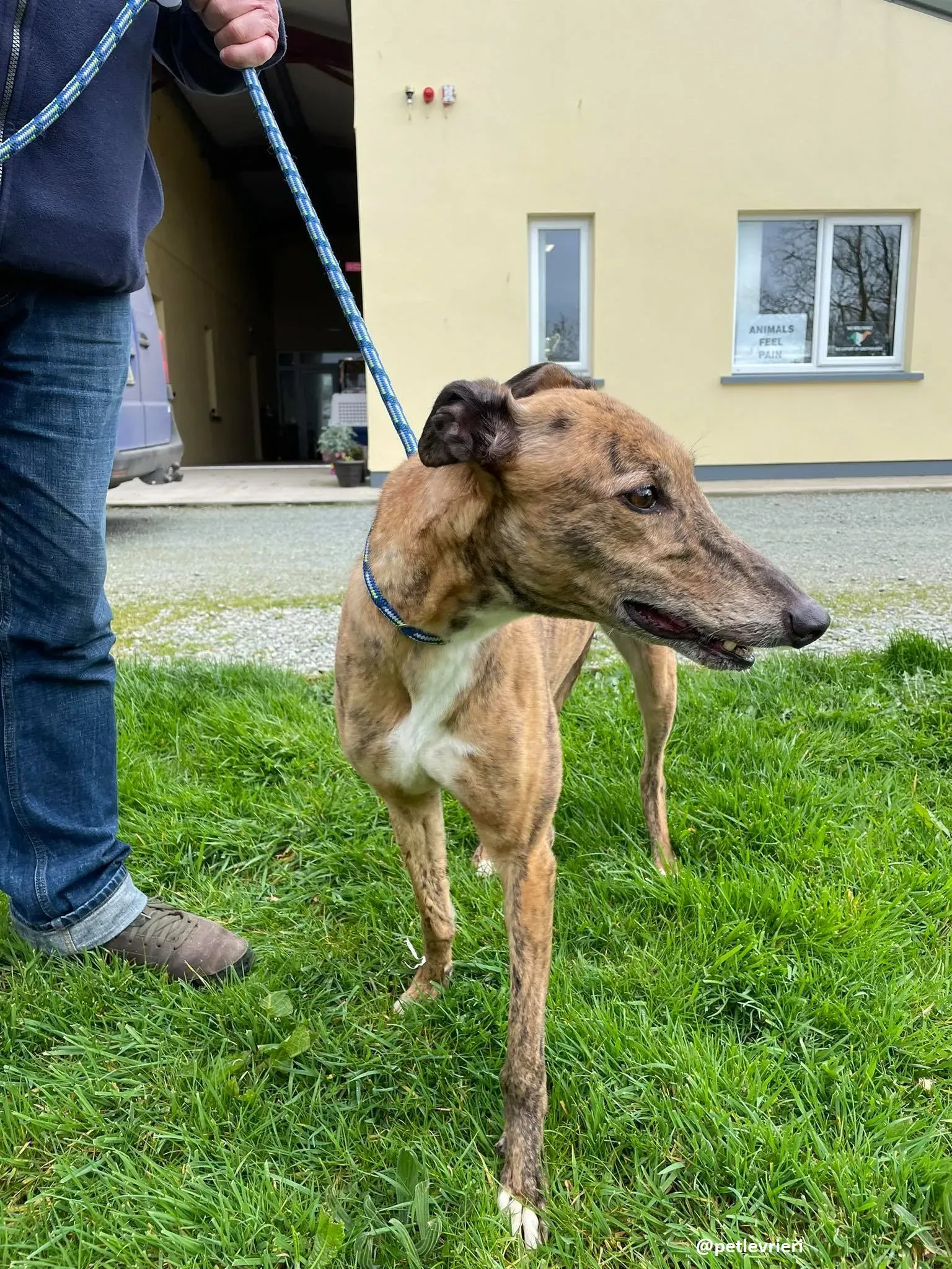 tilly adozione greyhound 10