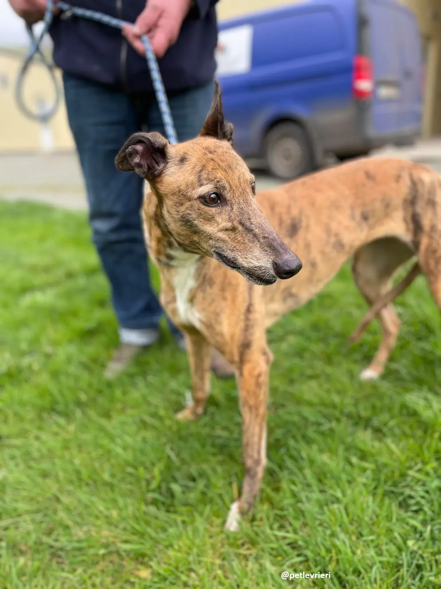 tilly adozione greyhound 11