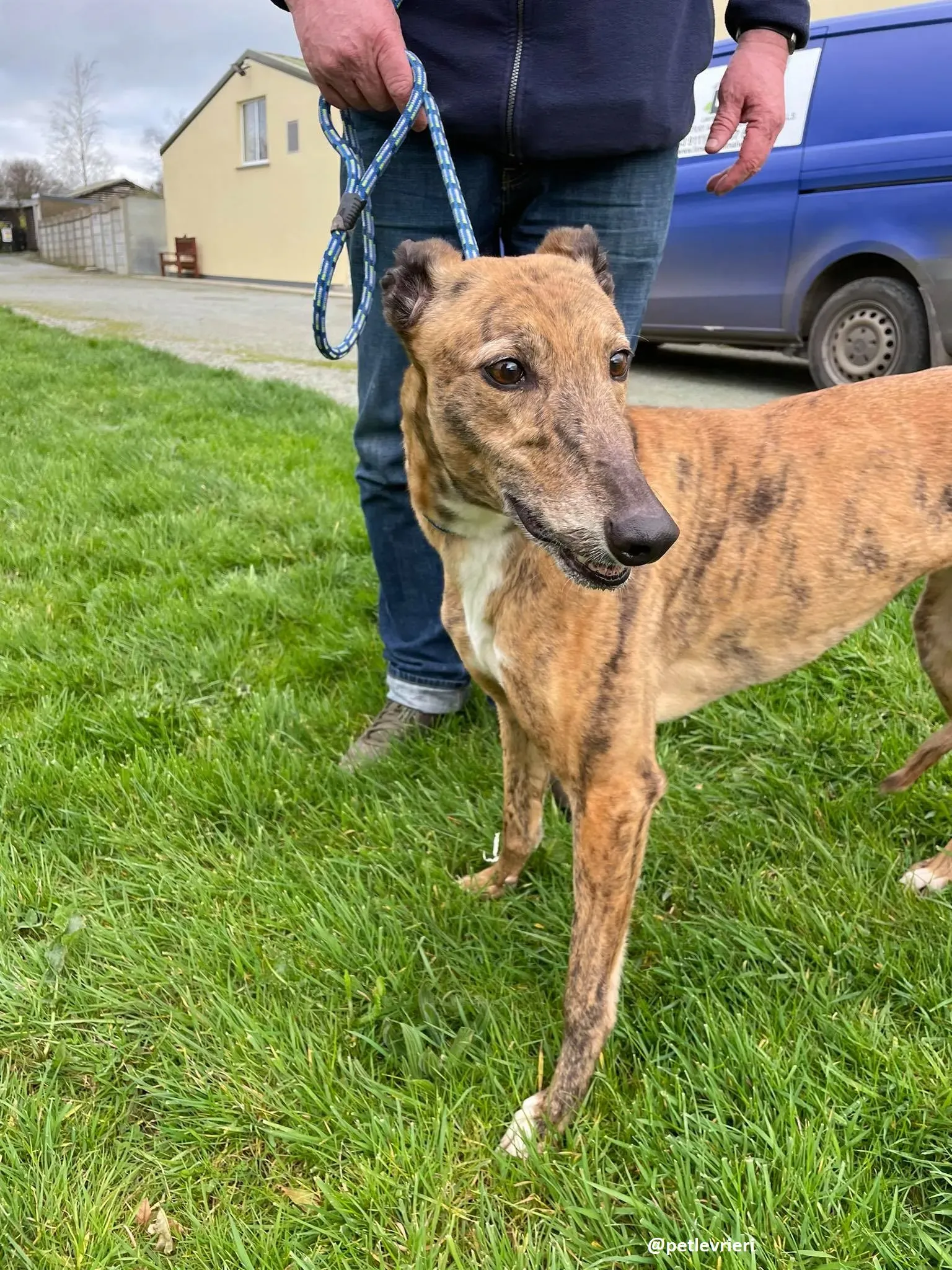 tilly adozione greyhound 12