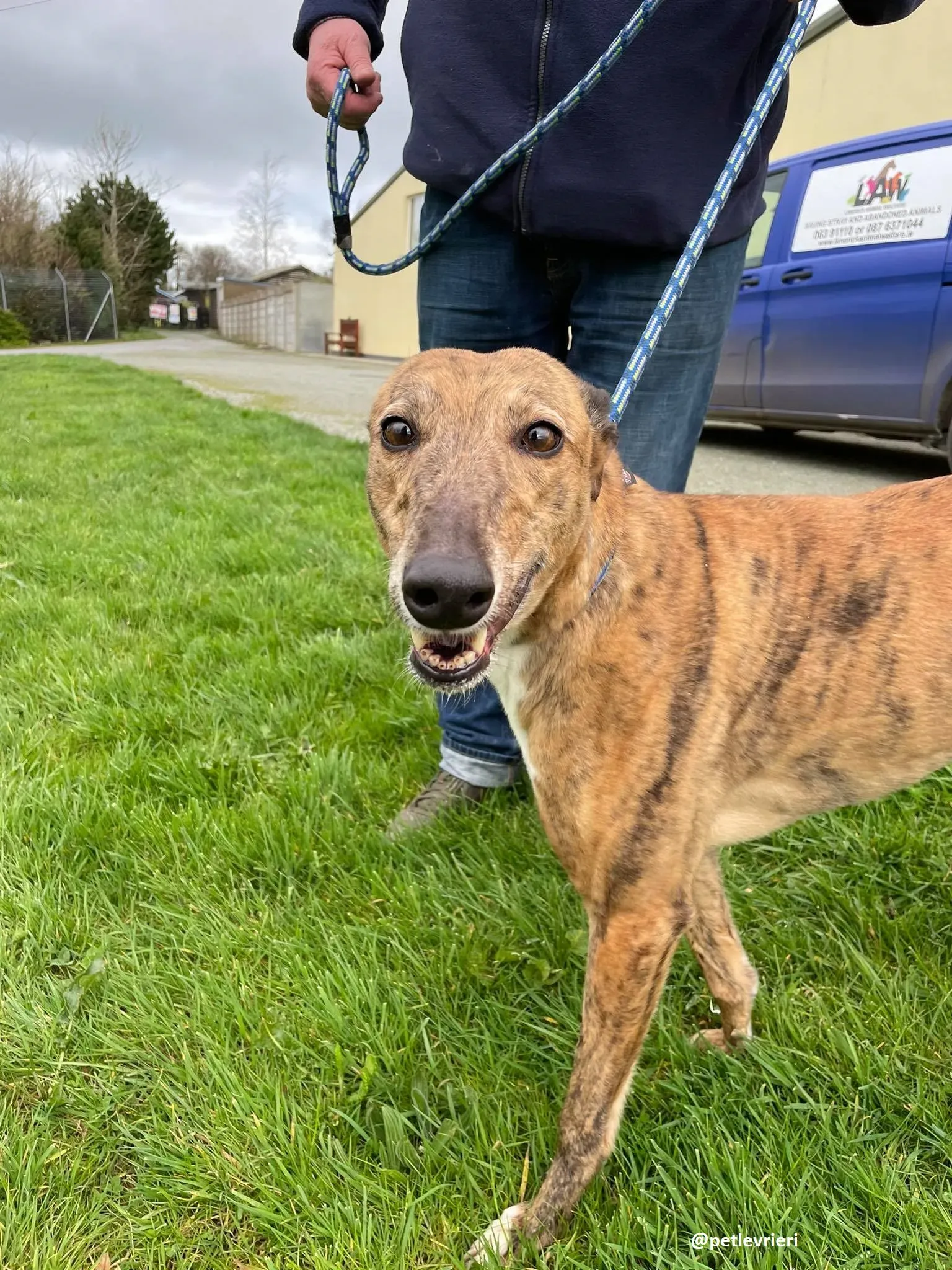 tilly adozione greyhound 13