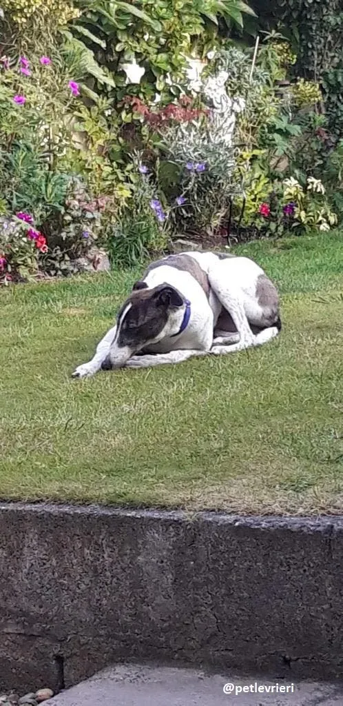 tilly adozione greyhound 15