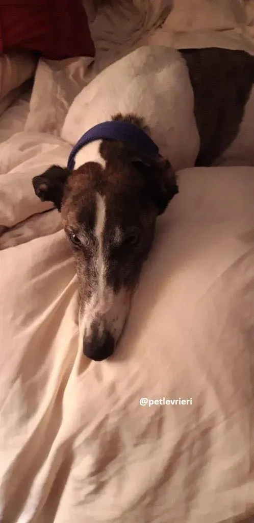 tilly adozione greyhound 16