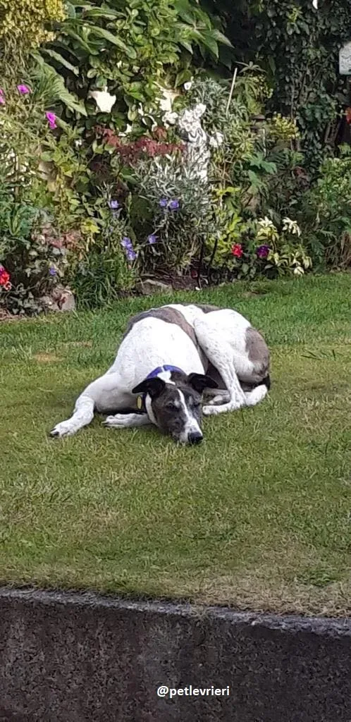 tilly adozione greyhound 17