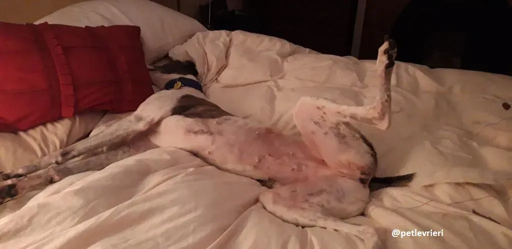 tilly adozione greyhound 18