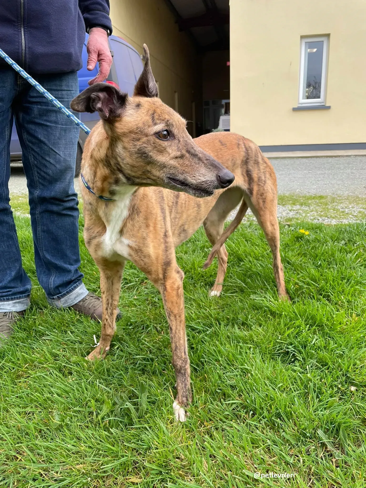 tilly adozione greyhound 2