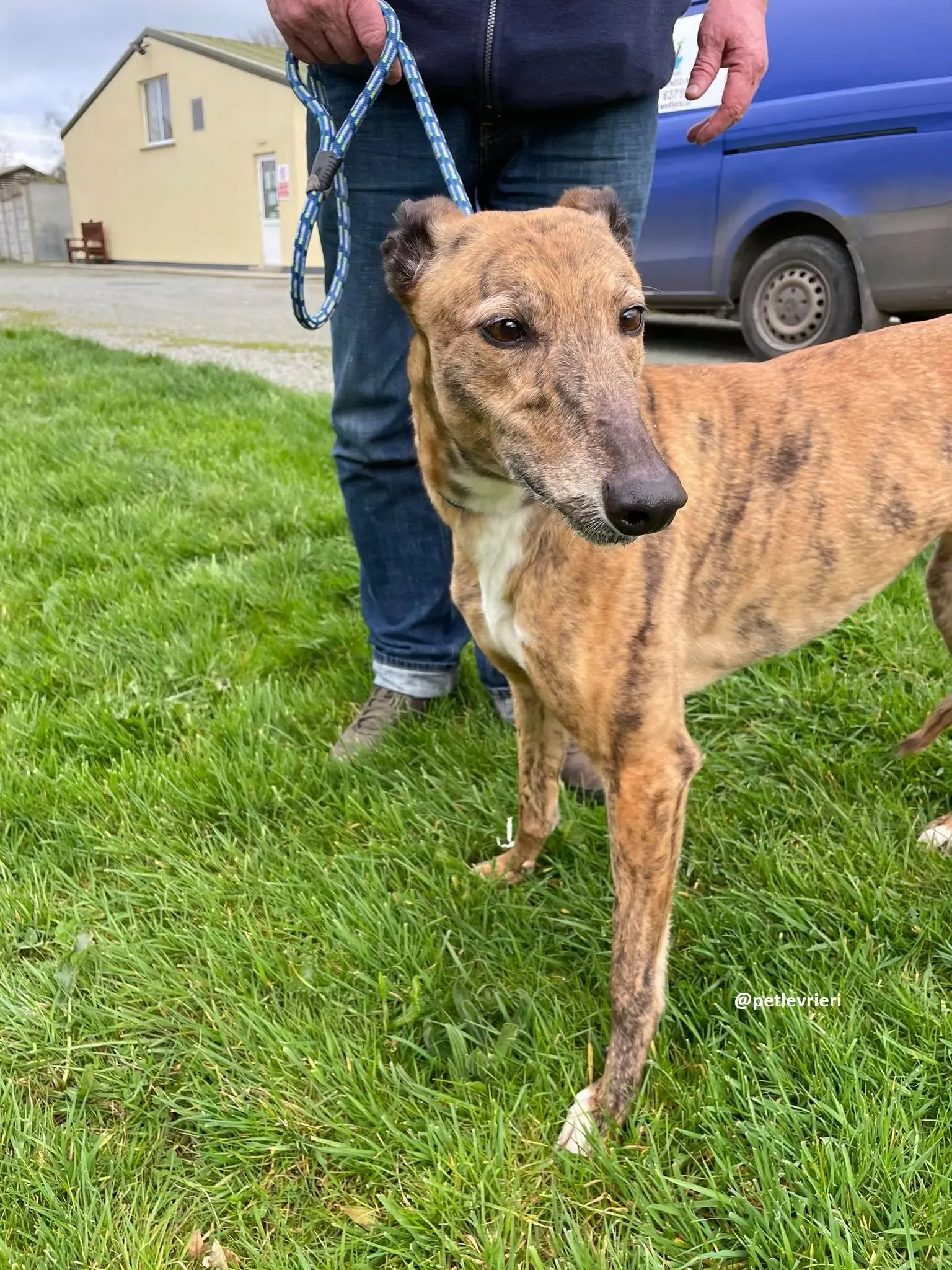 tilly adozione greyhound 4